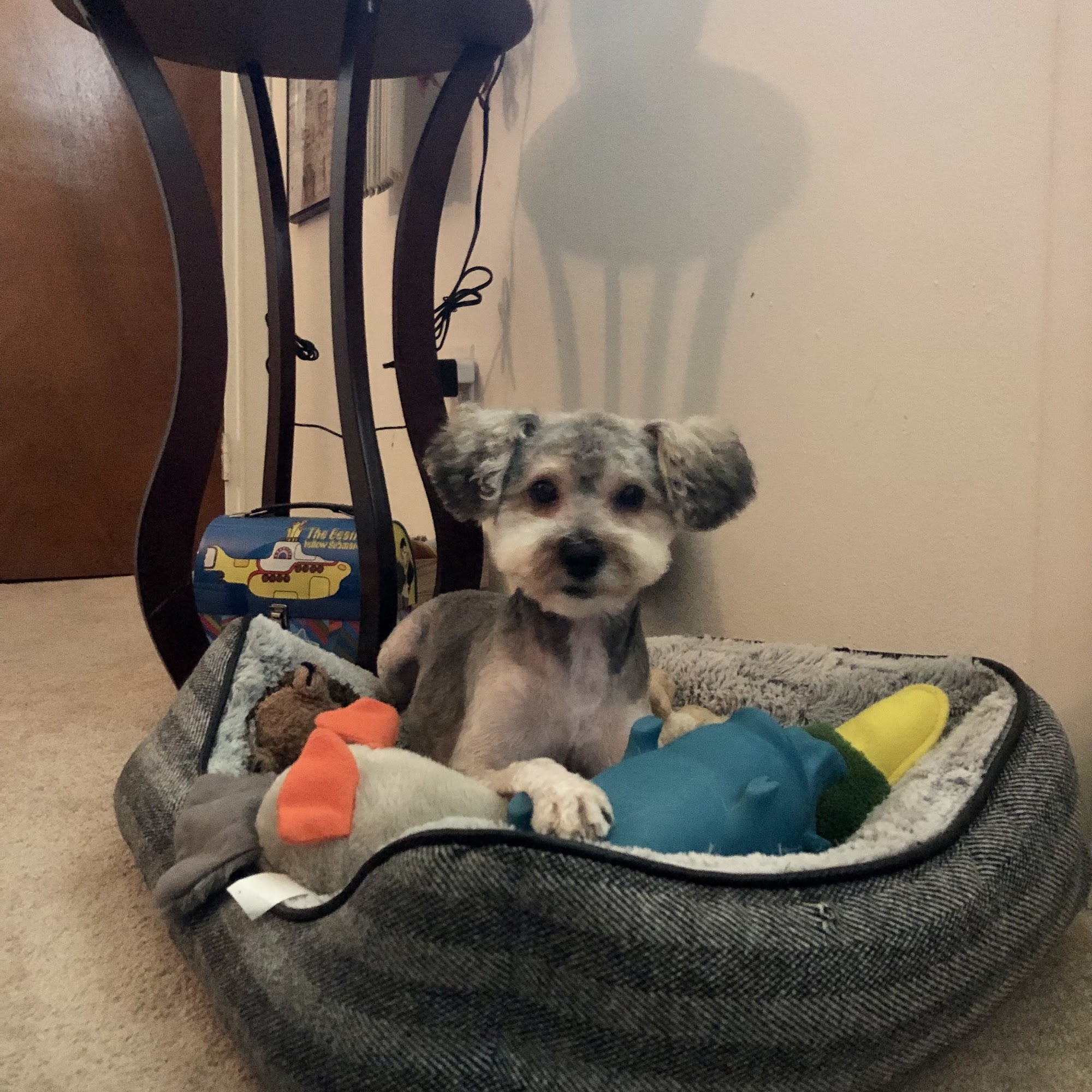 Posh Puppies Allentown