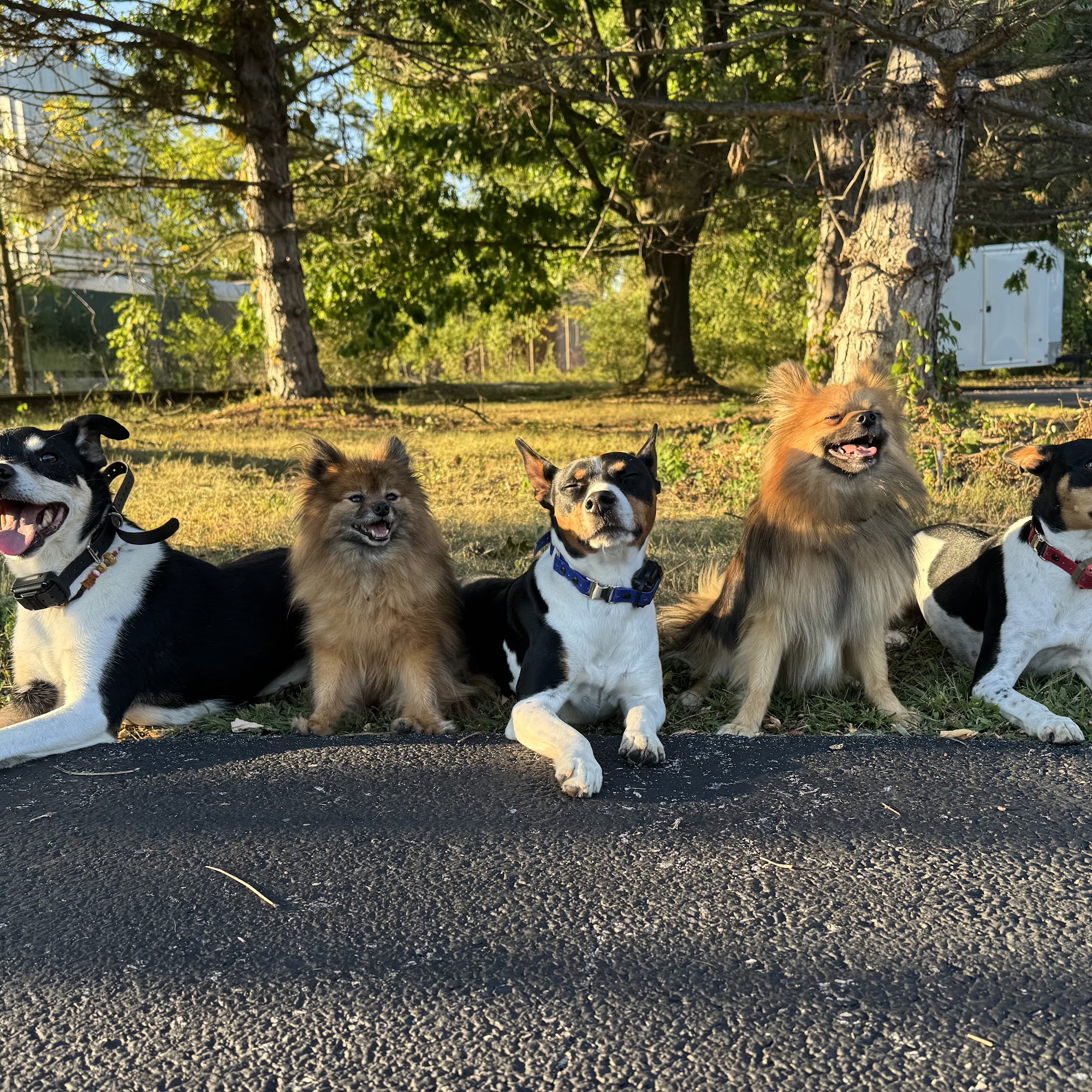 Gemstone Pet Care Altoona