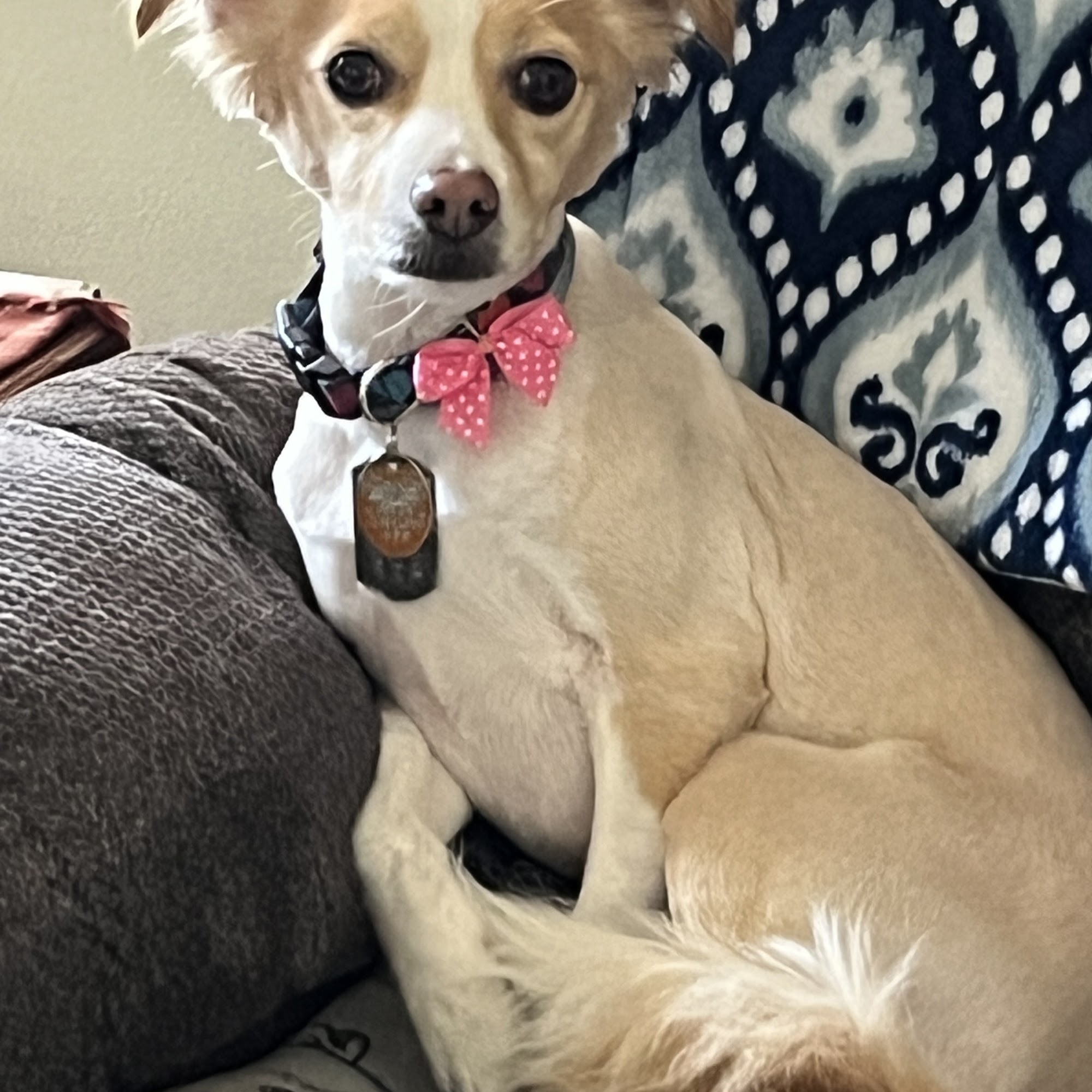 From Nails To Tails Pet Grooming Altoona