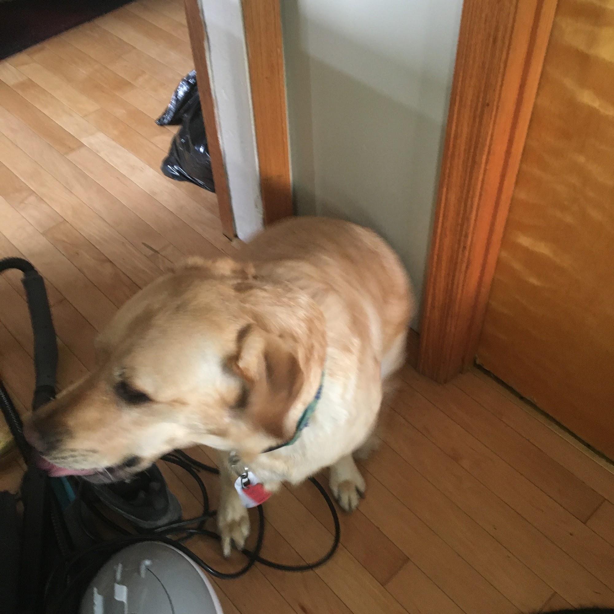 The Dog Groomers llc Altoona