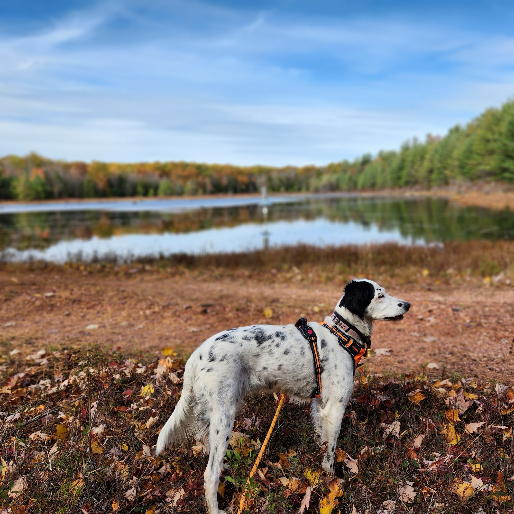 Ambler Veterinary Clinic Ambler