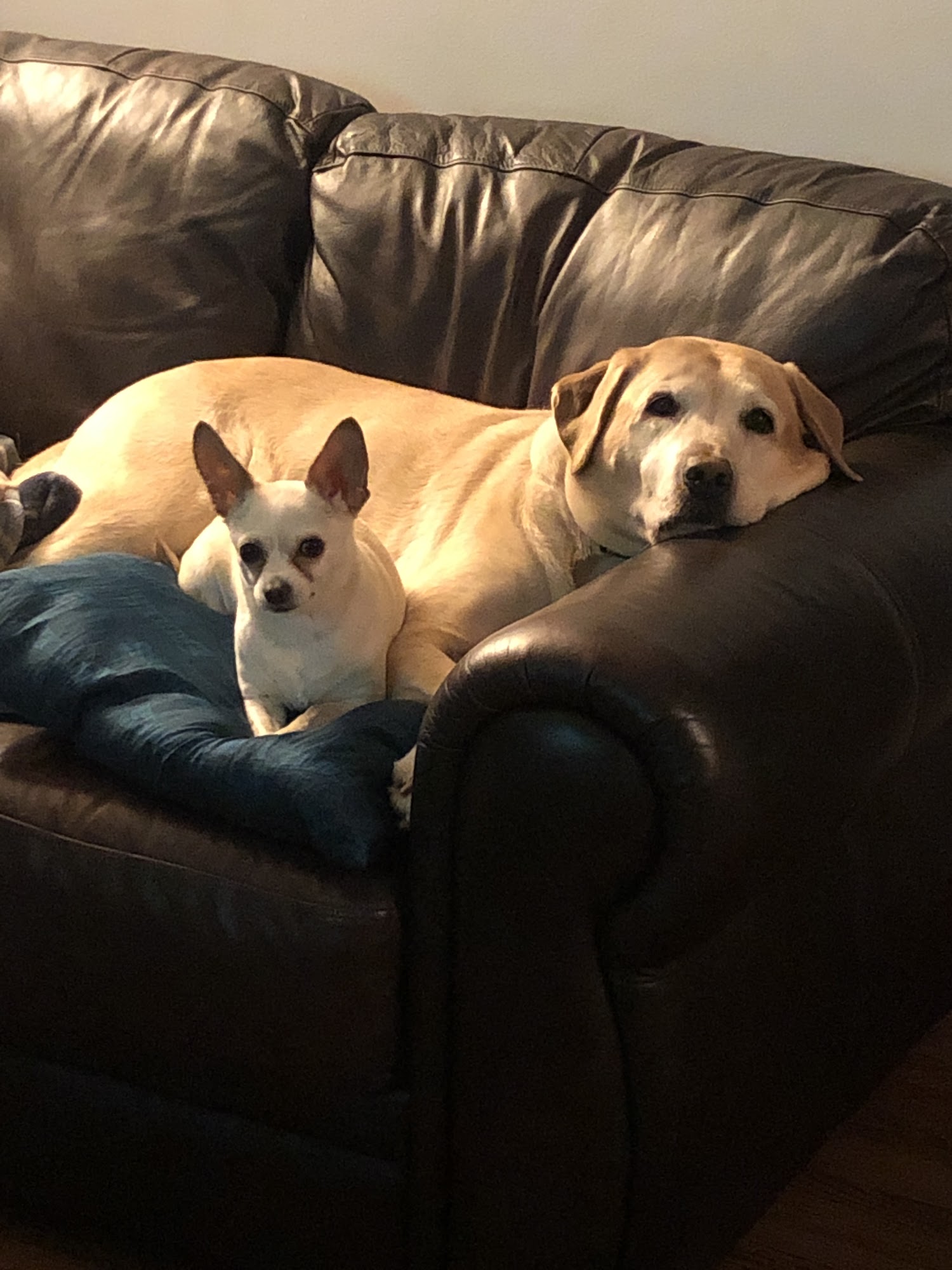 Ambler Veterinary Clinic Ambler