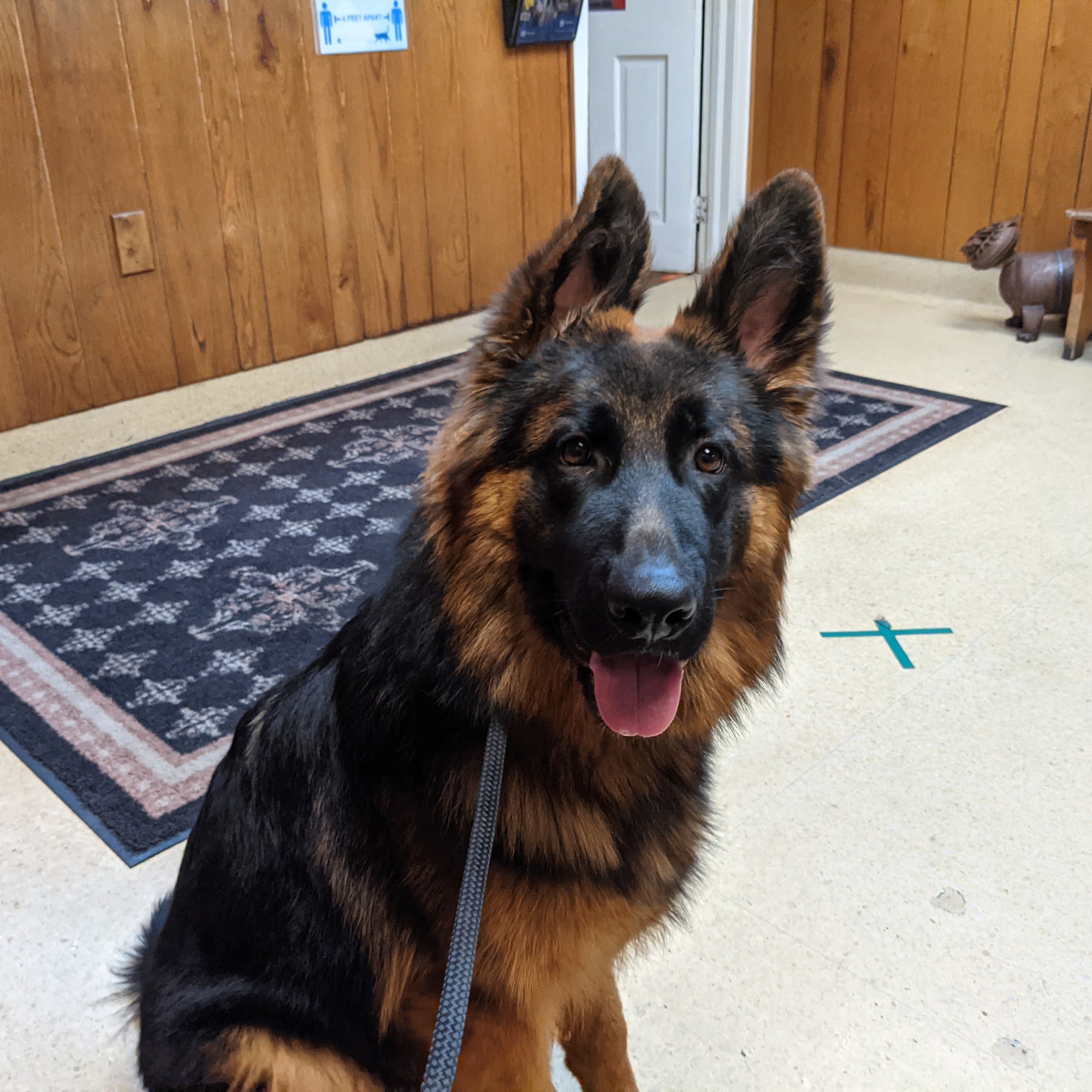 Steinbach Veterinary Hospital Ambler