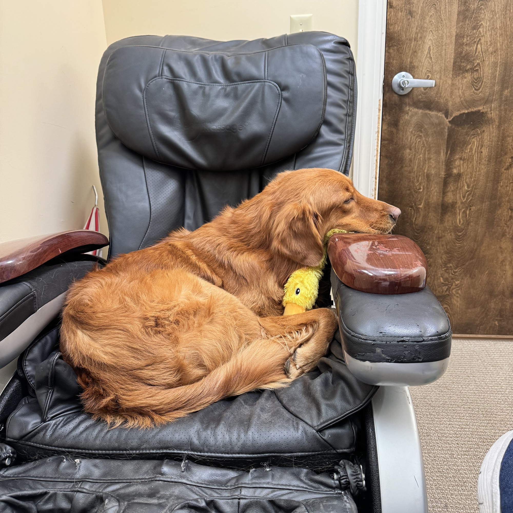 Spring House Animal Hospital Ambler