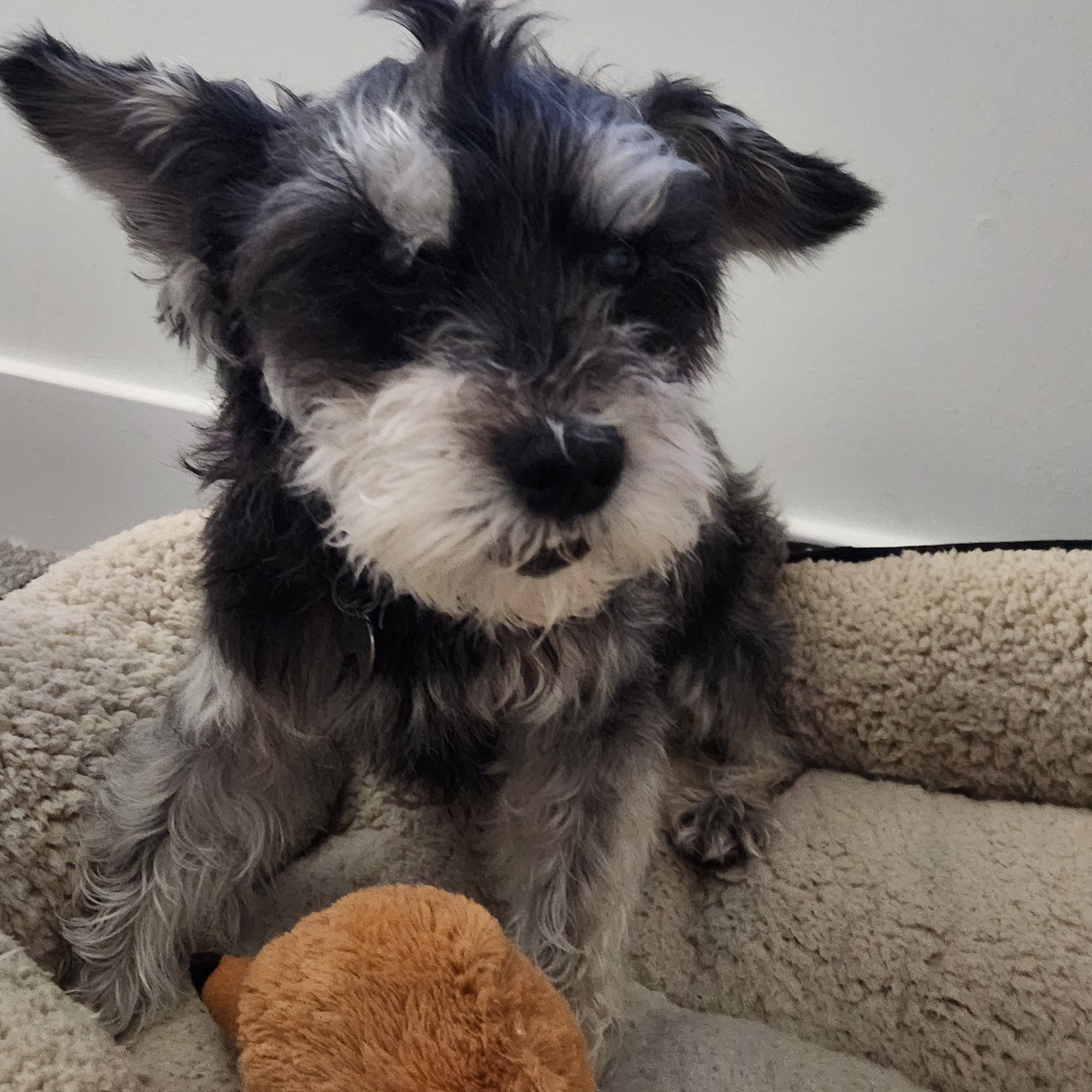 Madden Animal Hospital Ambler