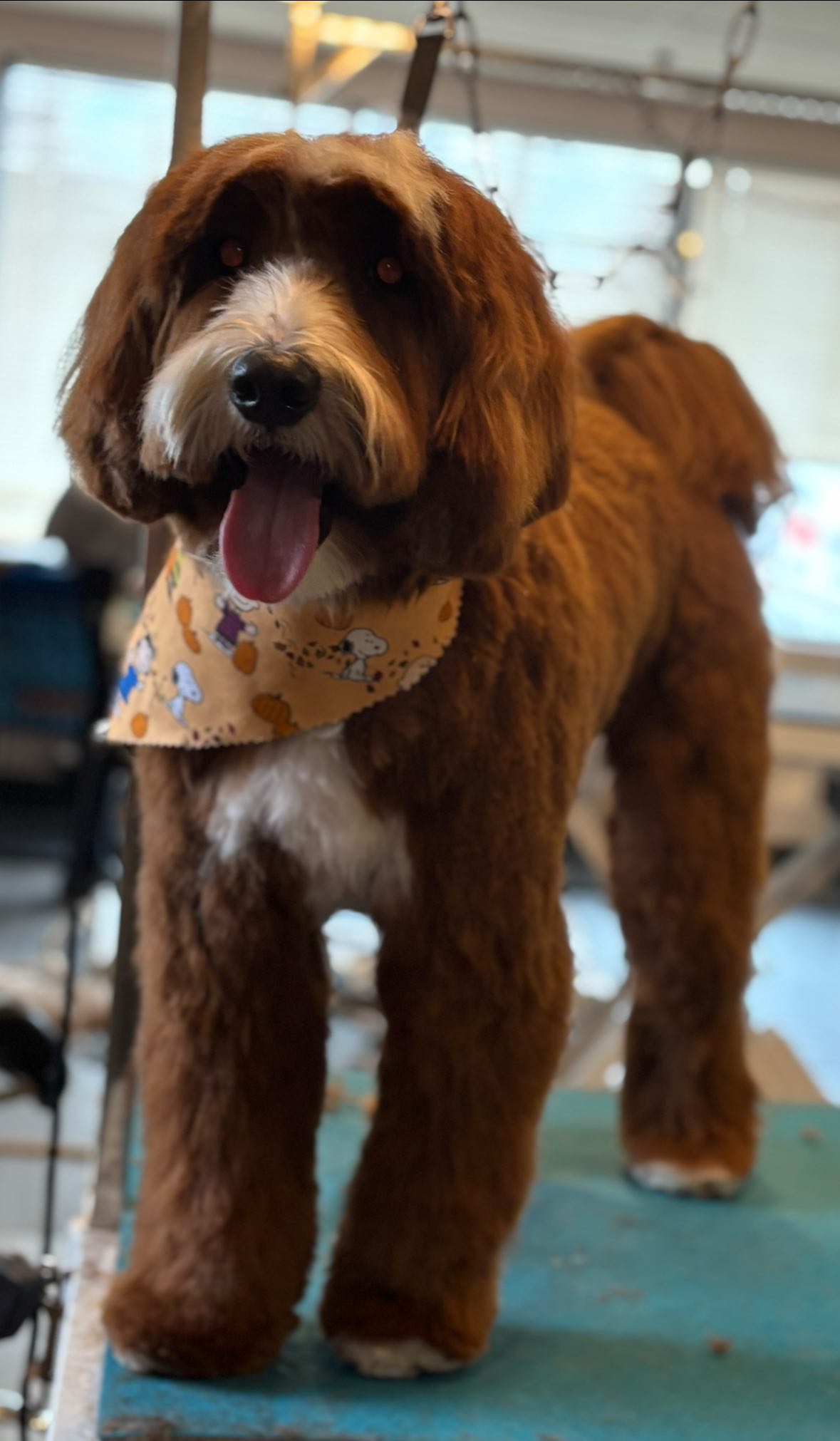 Hair of the Dog Grooming Salon Ambler