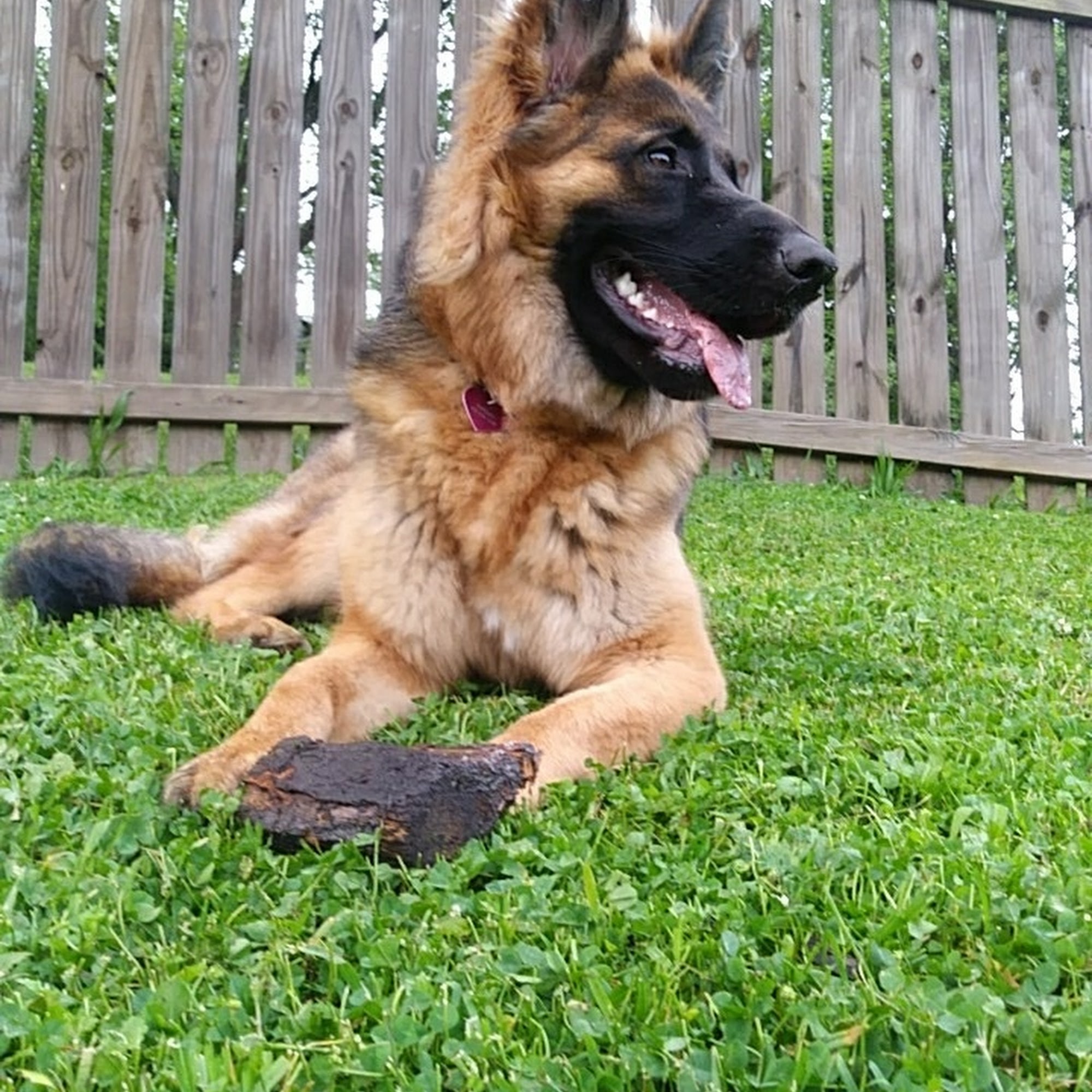 Amy's Golden Touch Kennels Apollo