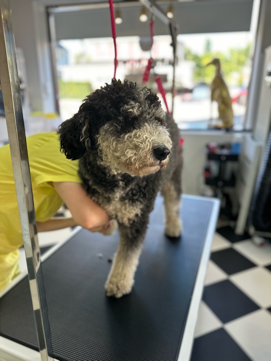 Bark & Crown Dog Grooming