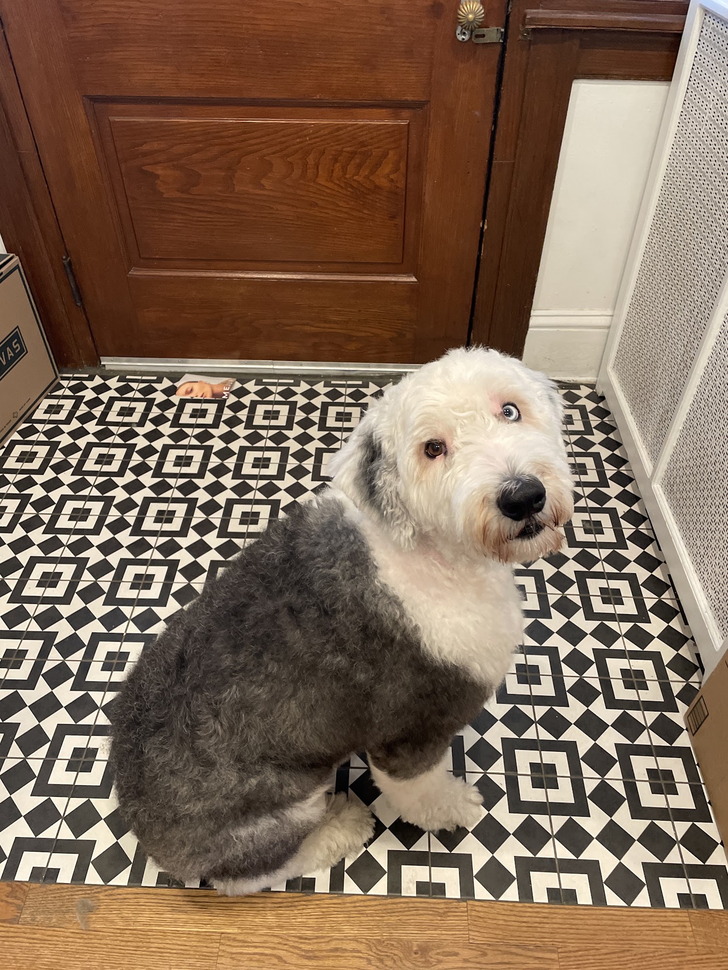 Bark & Crown Dog Grooming Ardmore