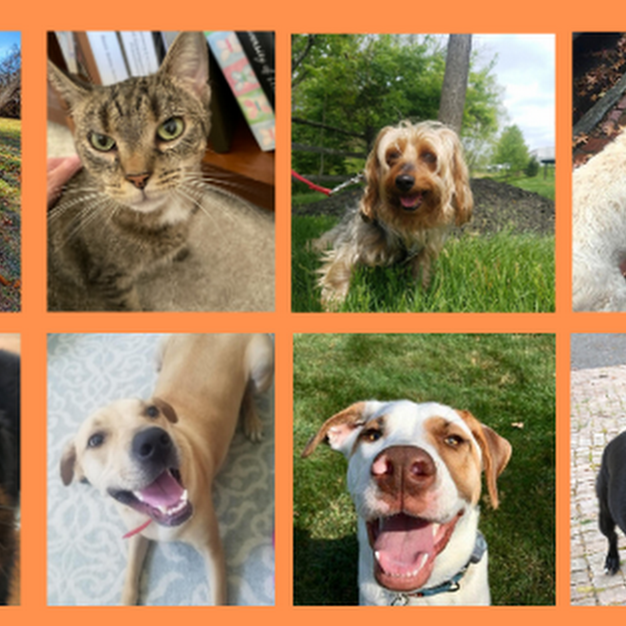 Five Paws of Delaware County Aston