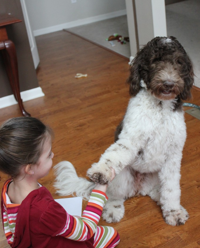 Yankee Doodles and Poodles Avella