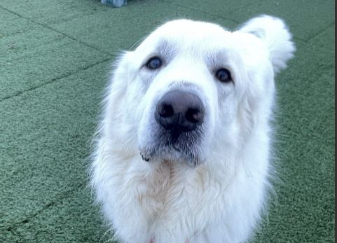 Camp Bow Wow Avondale