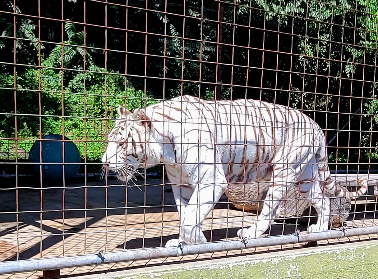 East Coast Exotic Animal Rescue 320 Zoo Rd, Fairfield