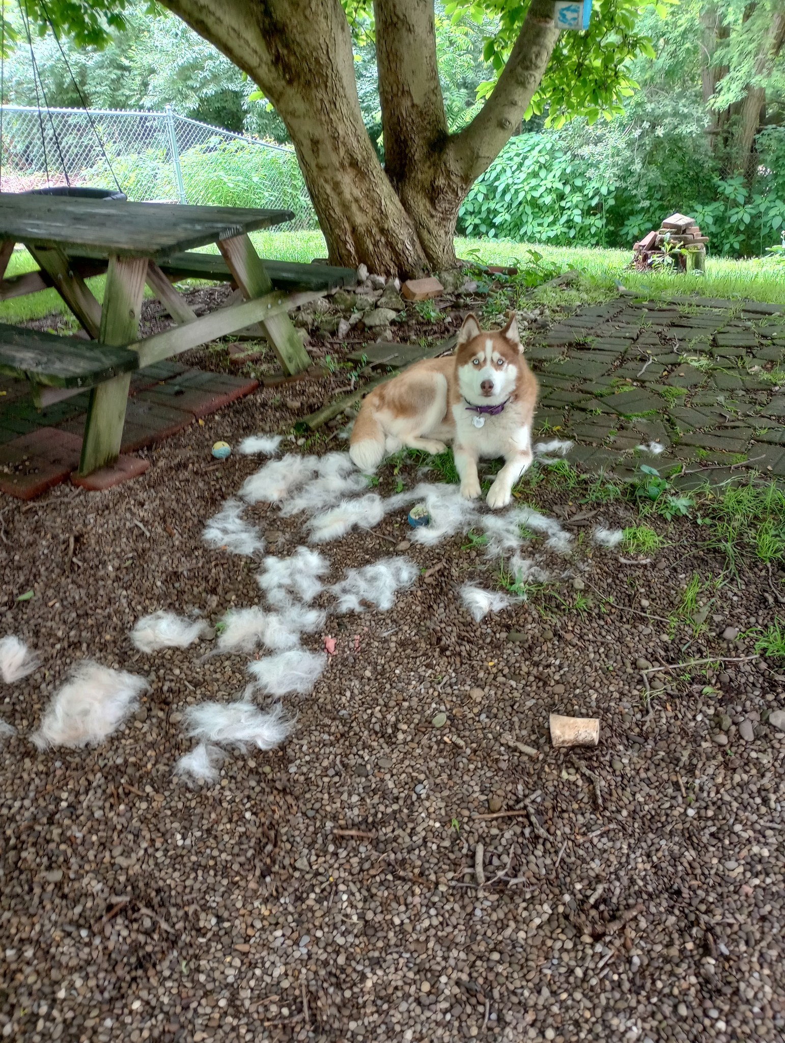 Husky Plumbing, Heating and Air Condition LLC