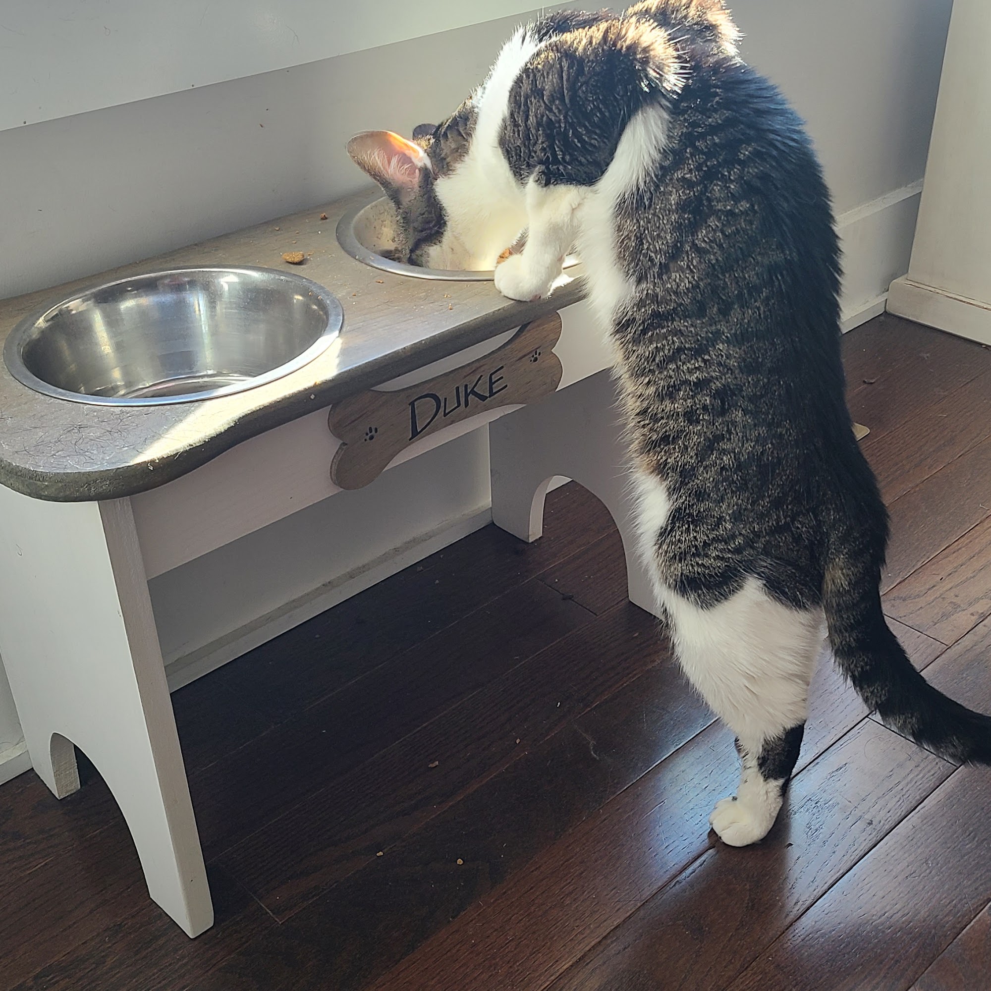 Village Veterinarian Bangor