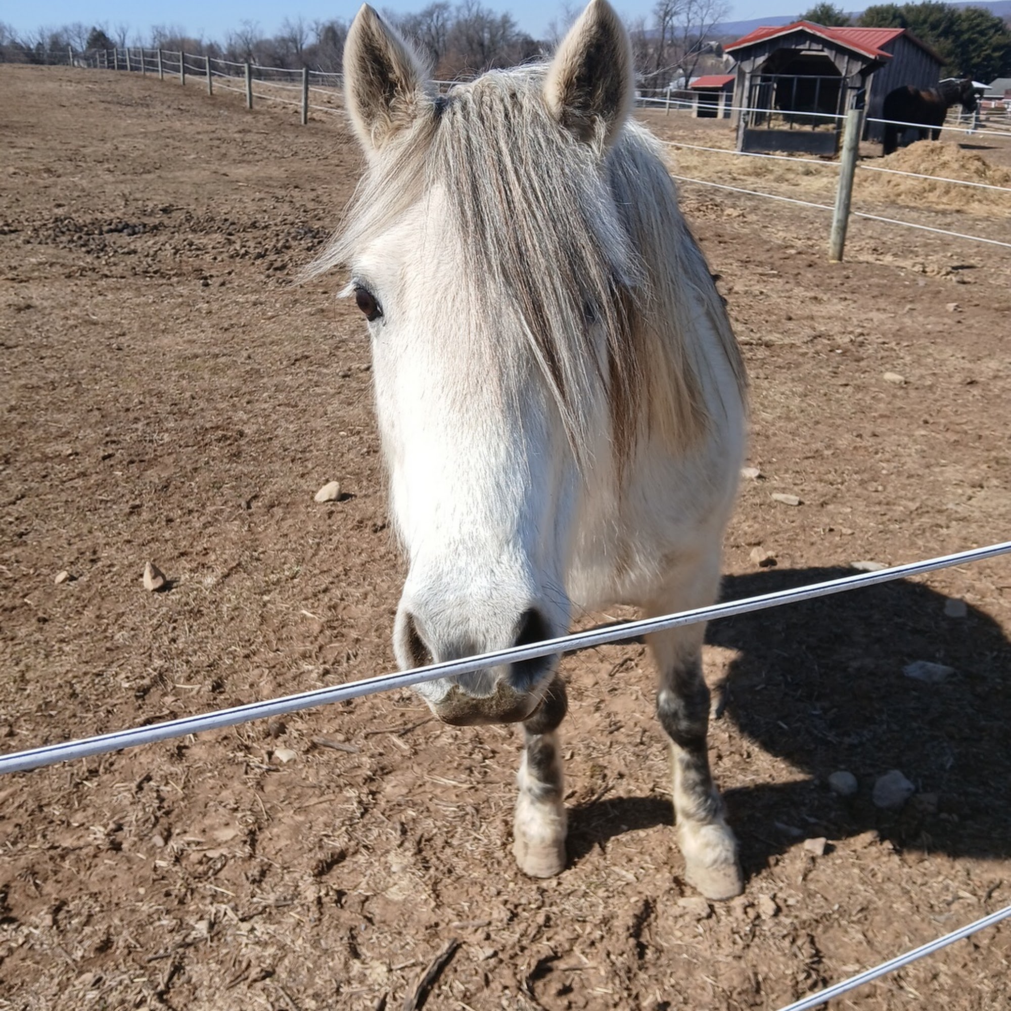 Cross River Veterinary Service Bangor