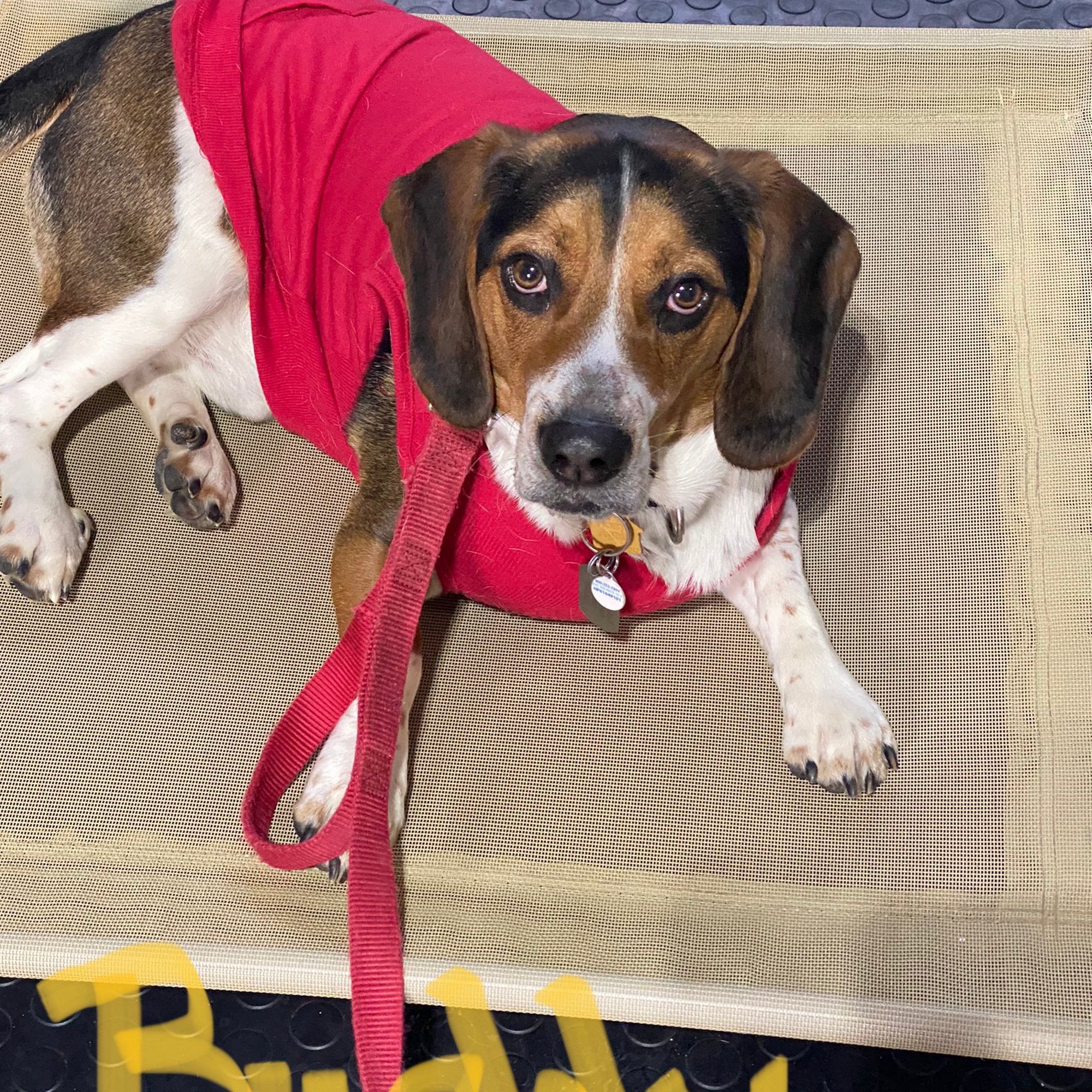 New Beginnings Dog Training, LLC Bath