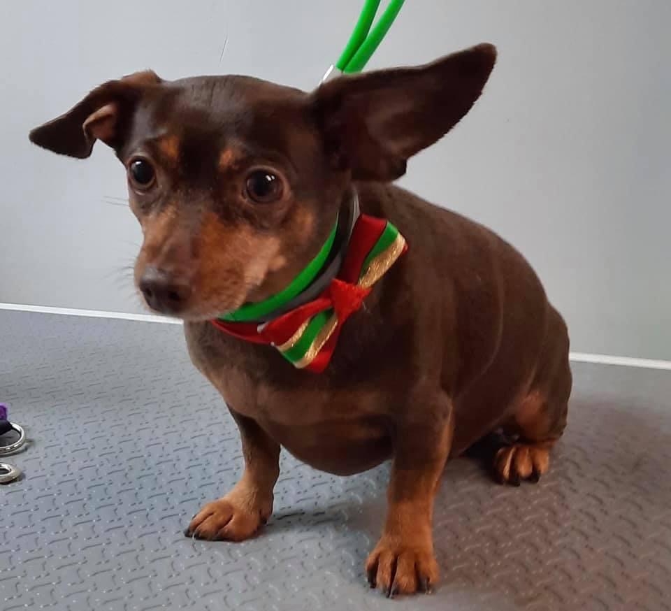 Tomorrow's Trends Pet Spa Beaver Falls