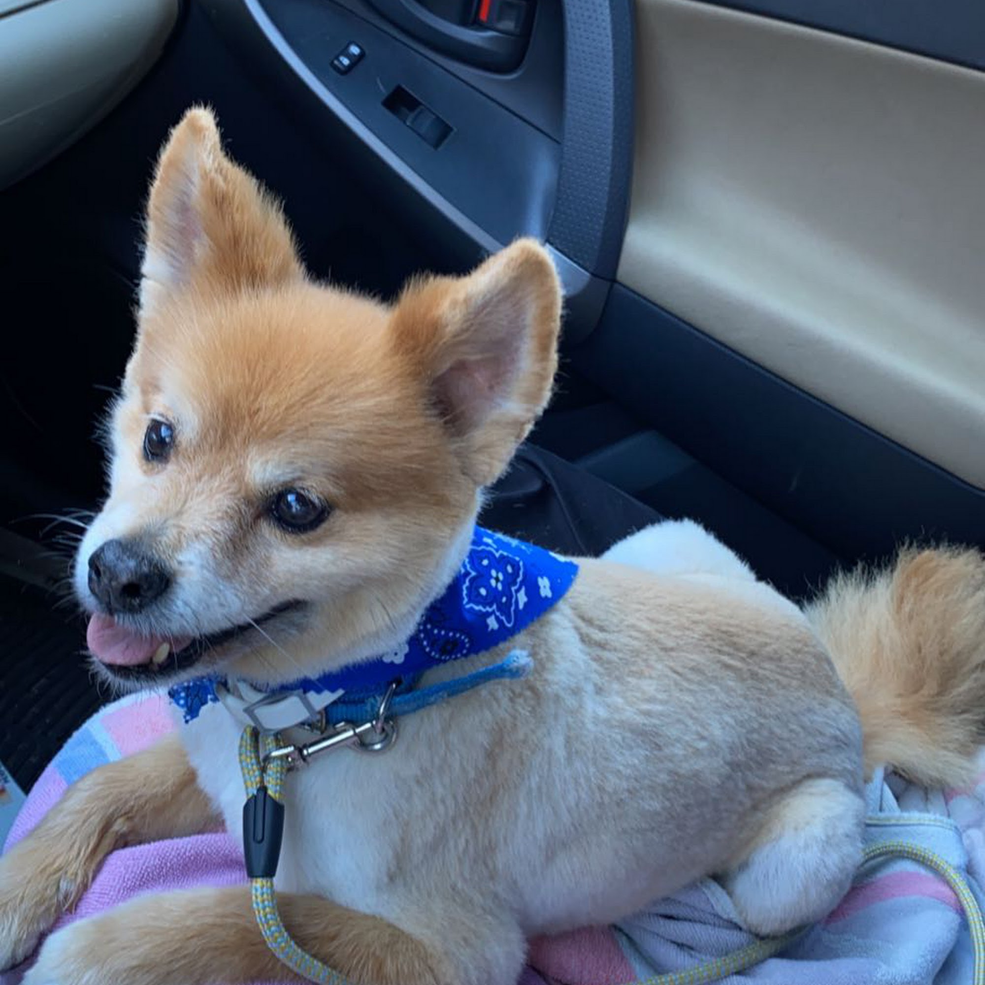 Stottlemyer Groom-N-Board Bedford