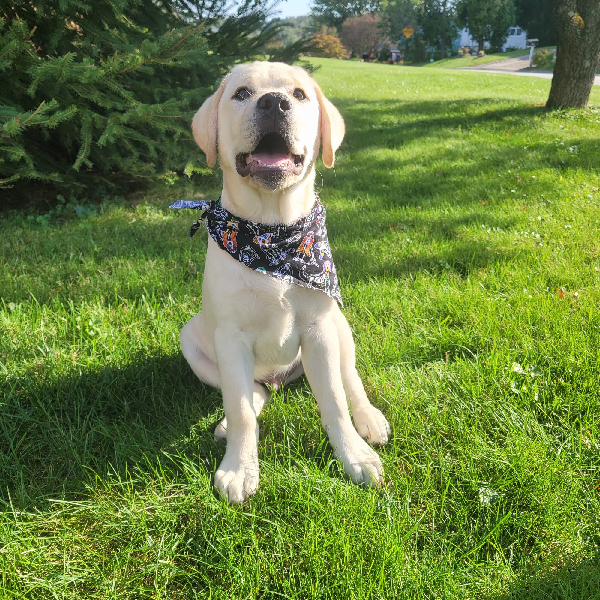 Defuzzers Pet Grooming Belle Vernon