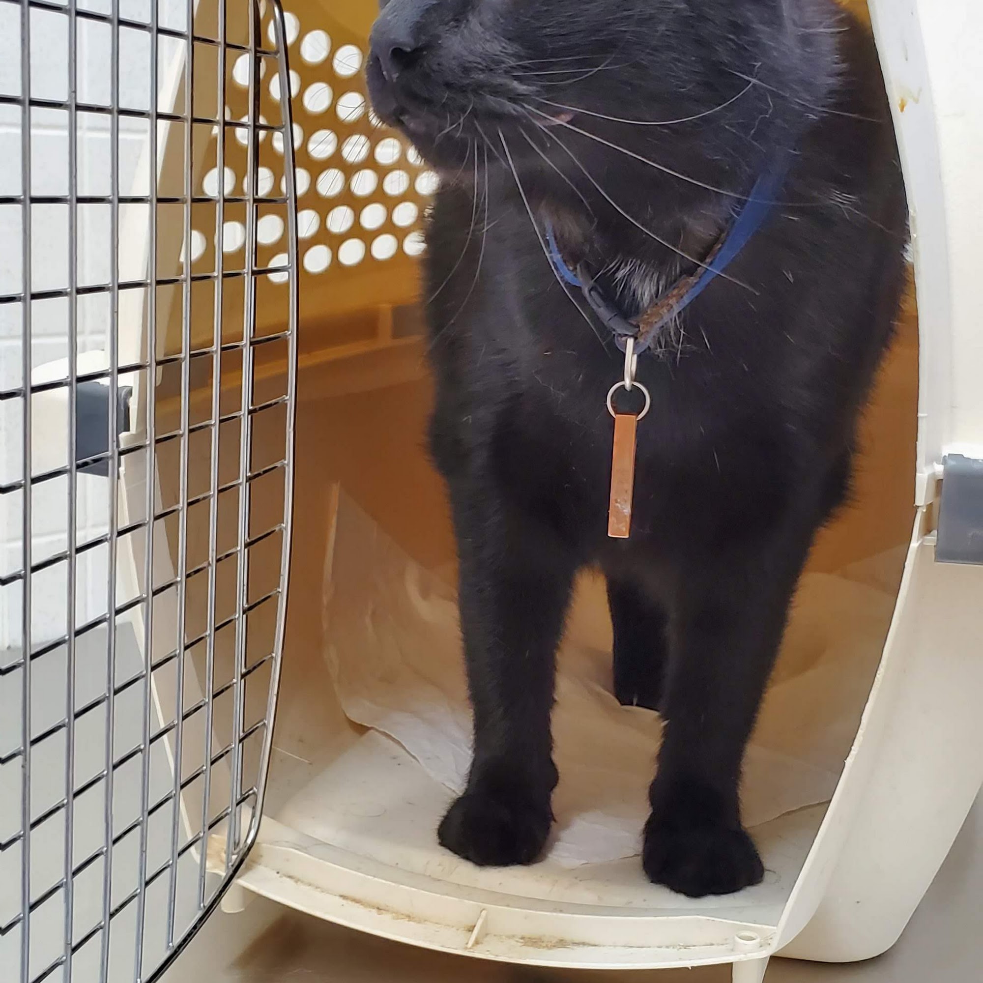 Joyful Animal Hospital Bensalem