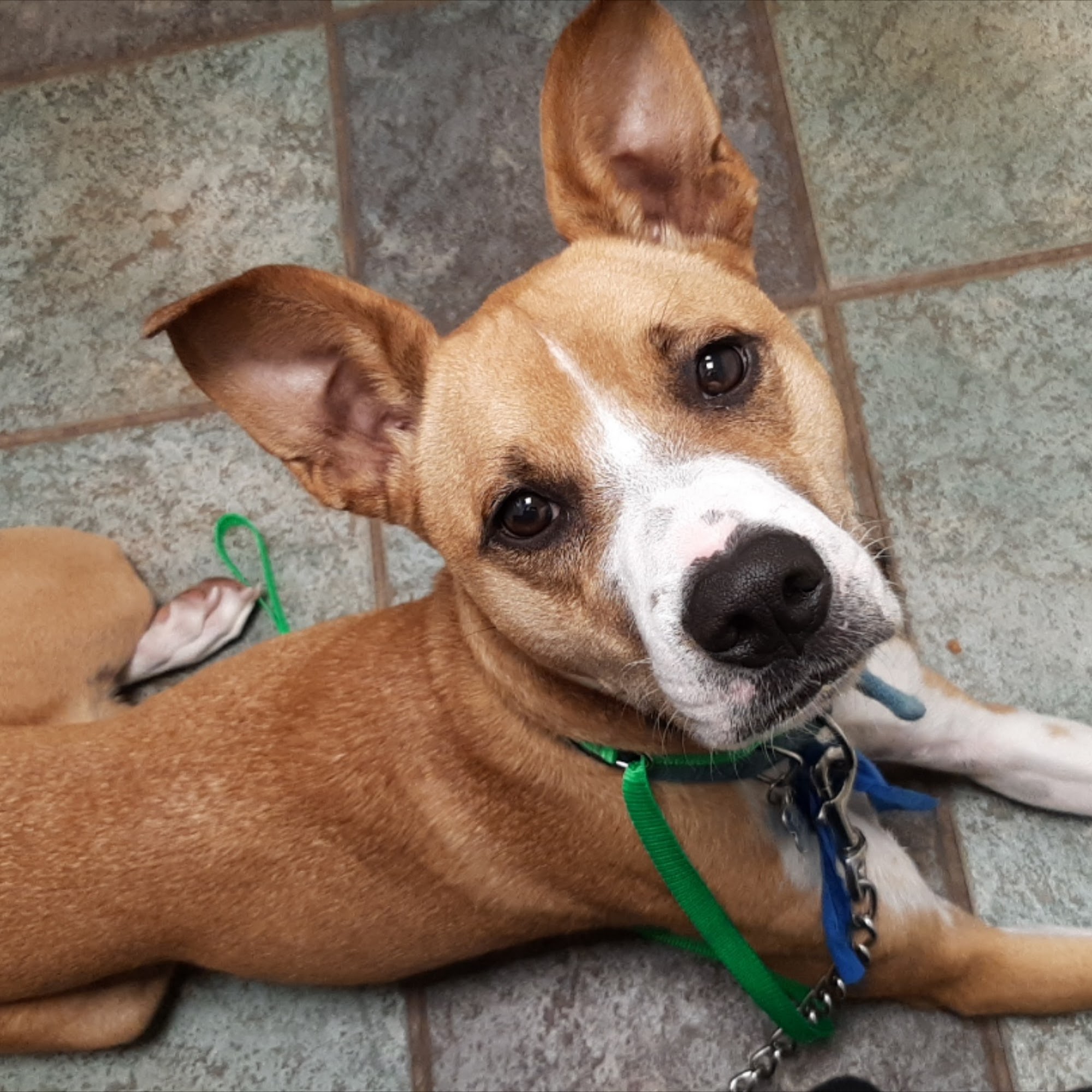 Lily's House Berwick