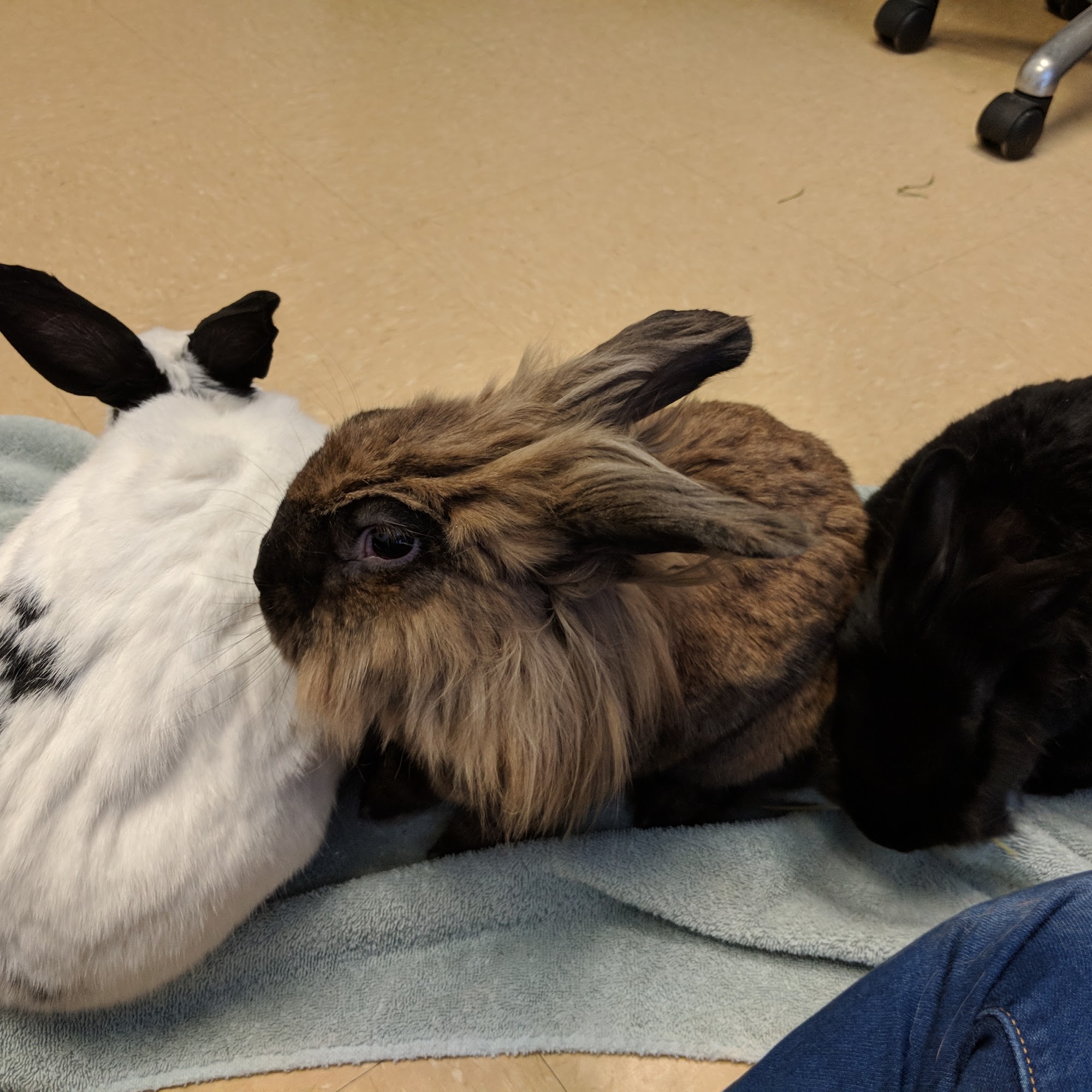 Bethel Park Animal Clinic Bethel Park