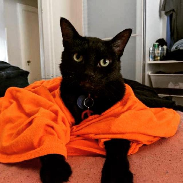 Family Vet Care Center Bethel Park