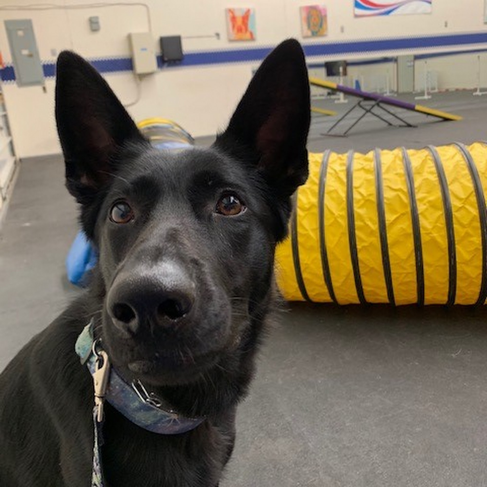 Xcel Canine Training Center Inc Bethel Park