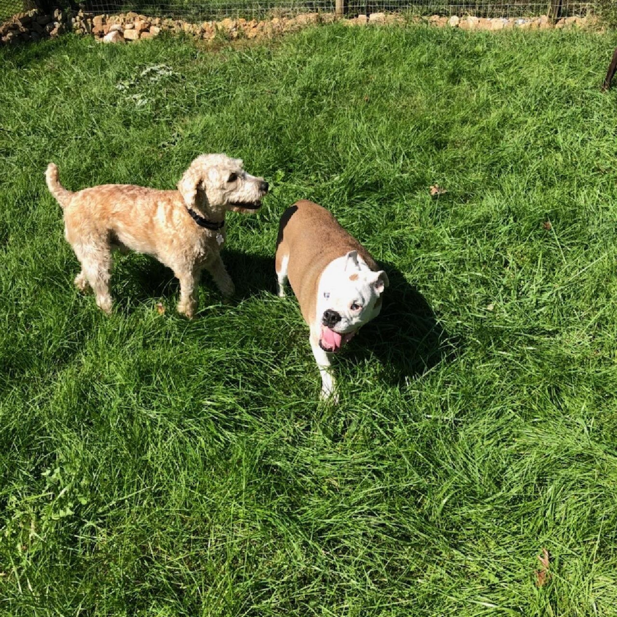 Blue Mountain Dog Camp Bethel