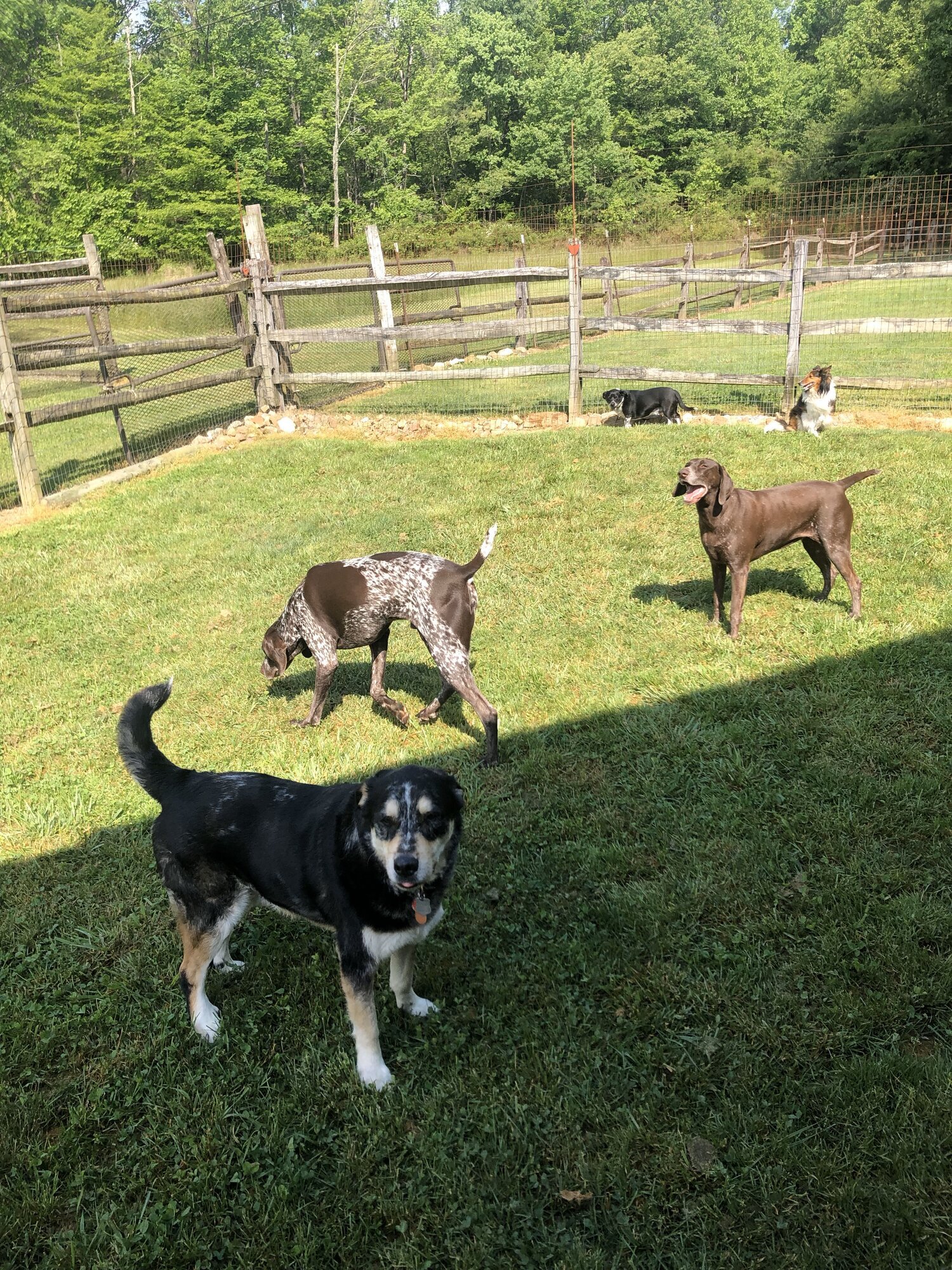 Blue Mountain Dog Camp