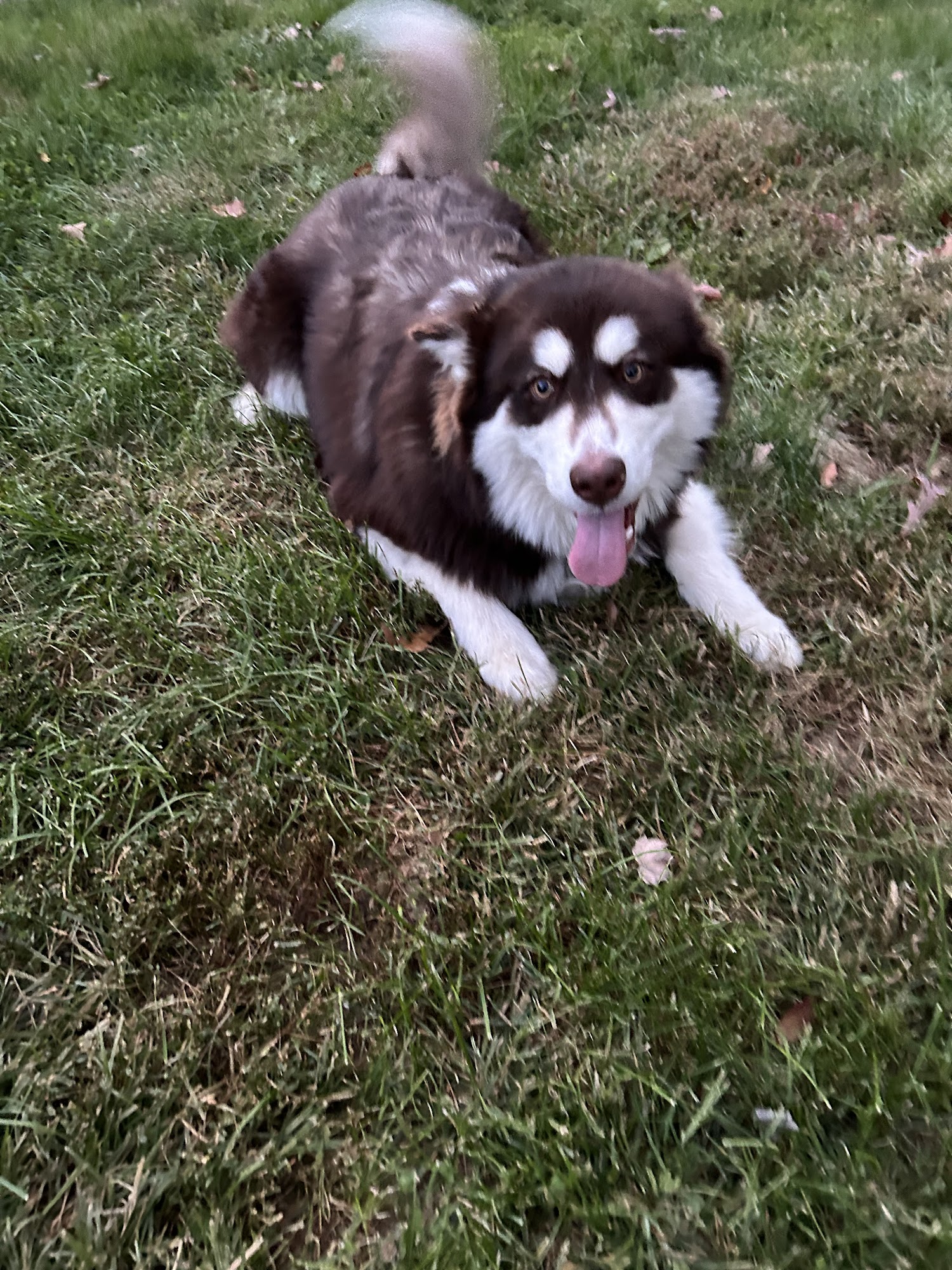 Blue Mountain Dog Camp