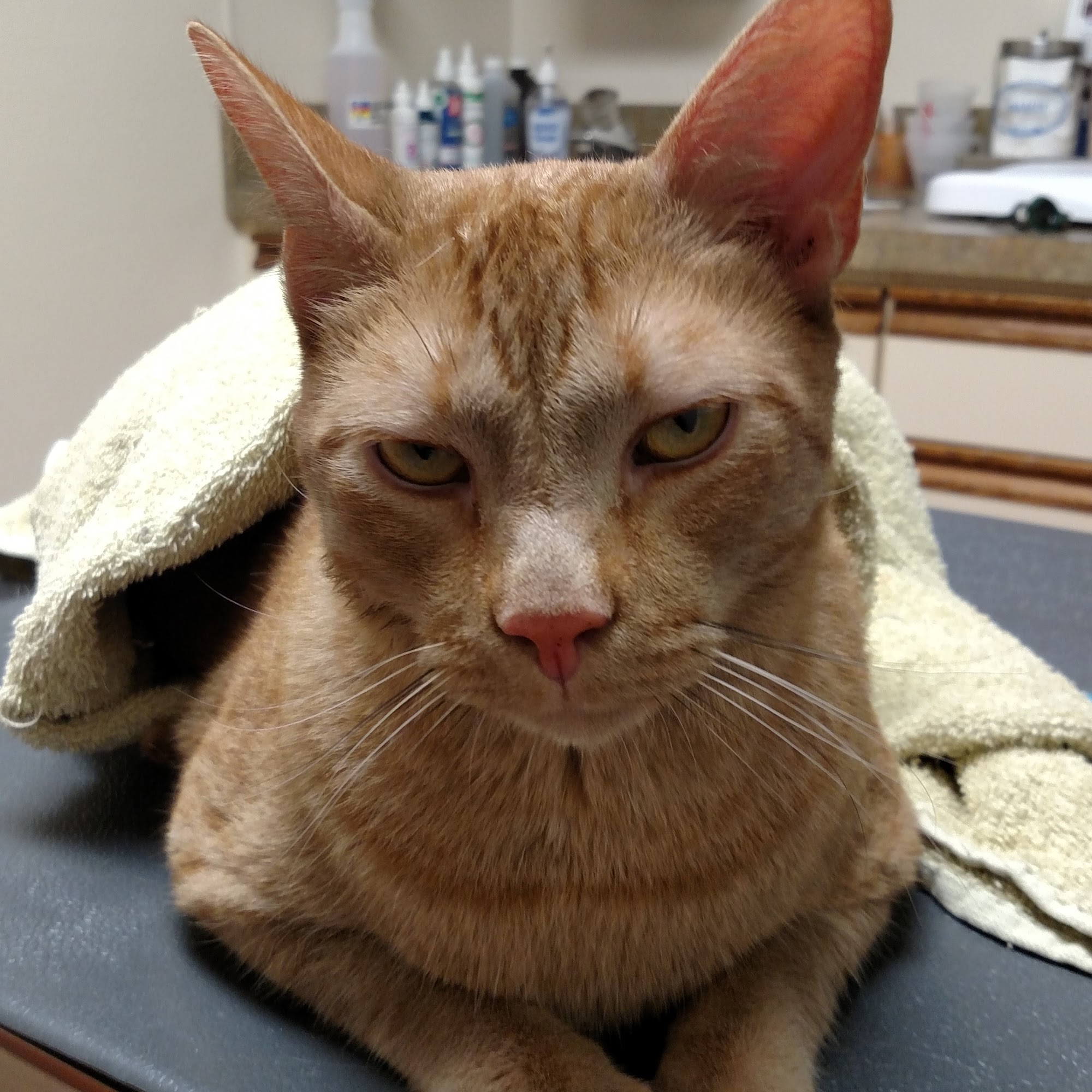 Wright Veterinary Medical Center Bethlehem