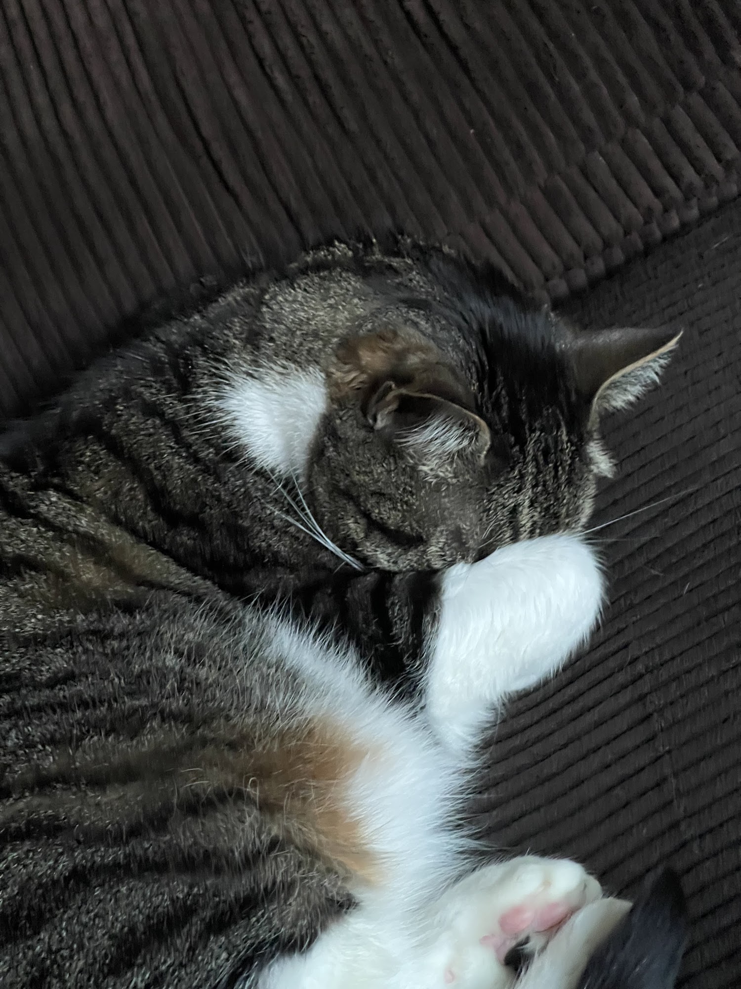 Wright Veterinary Medical Center Bethlehem