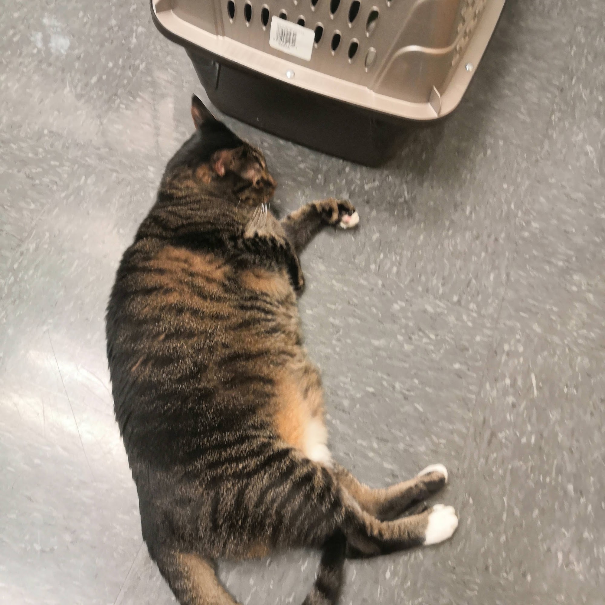 Christmas City Veterinary Hospital Bethlehem