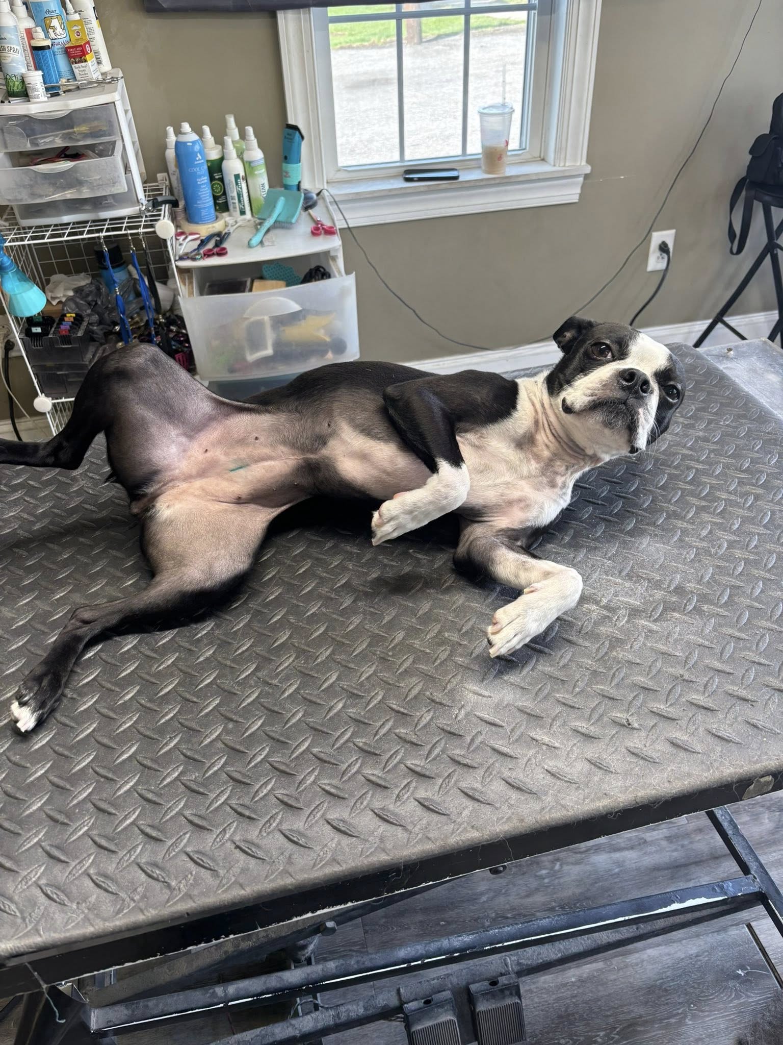 Amie ORourke's MuddyPawz Dog Grooming Bethlehem