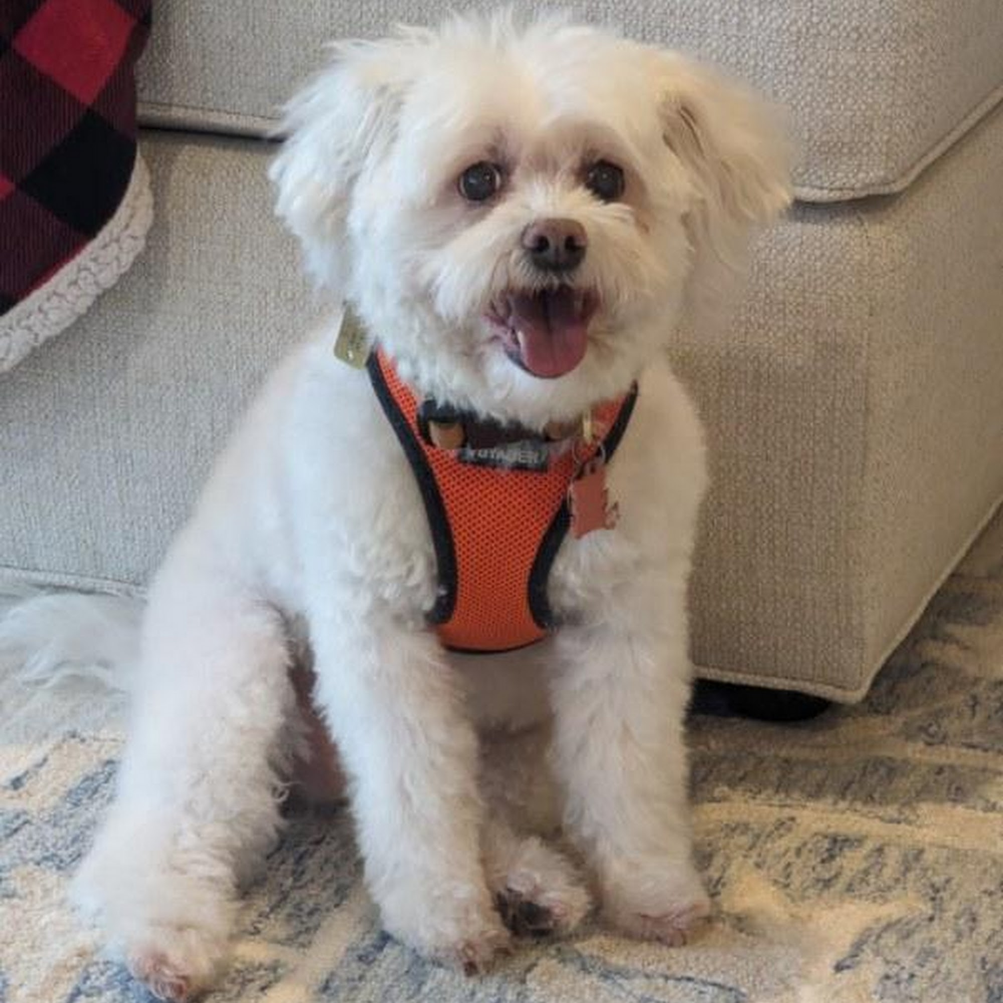 Amie ORourke's MuddyPawz Dog Grooming Bethlehem