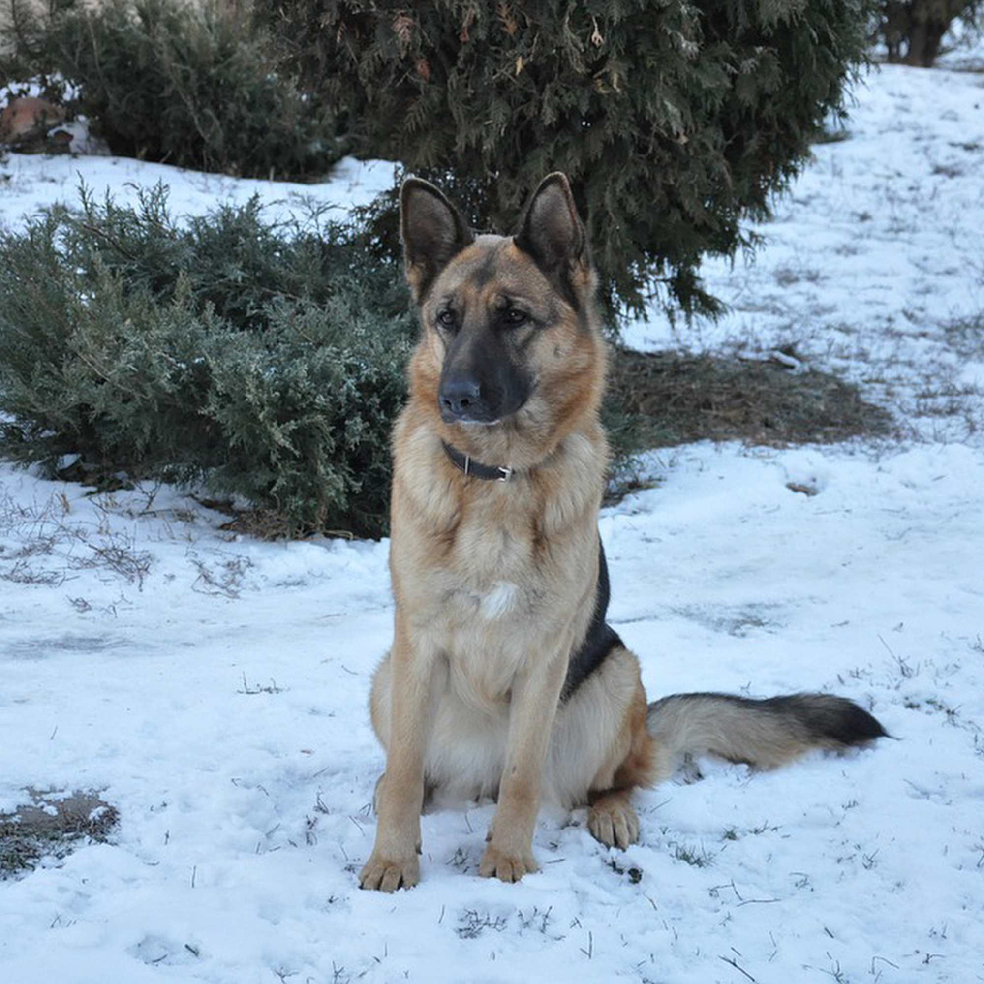 Dog zone LLC Bethlehem