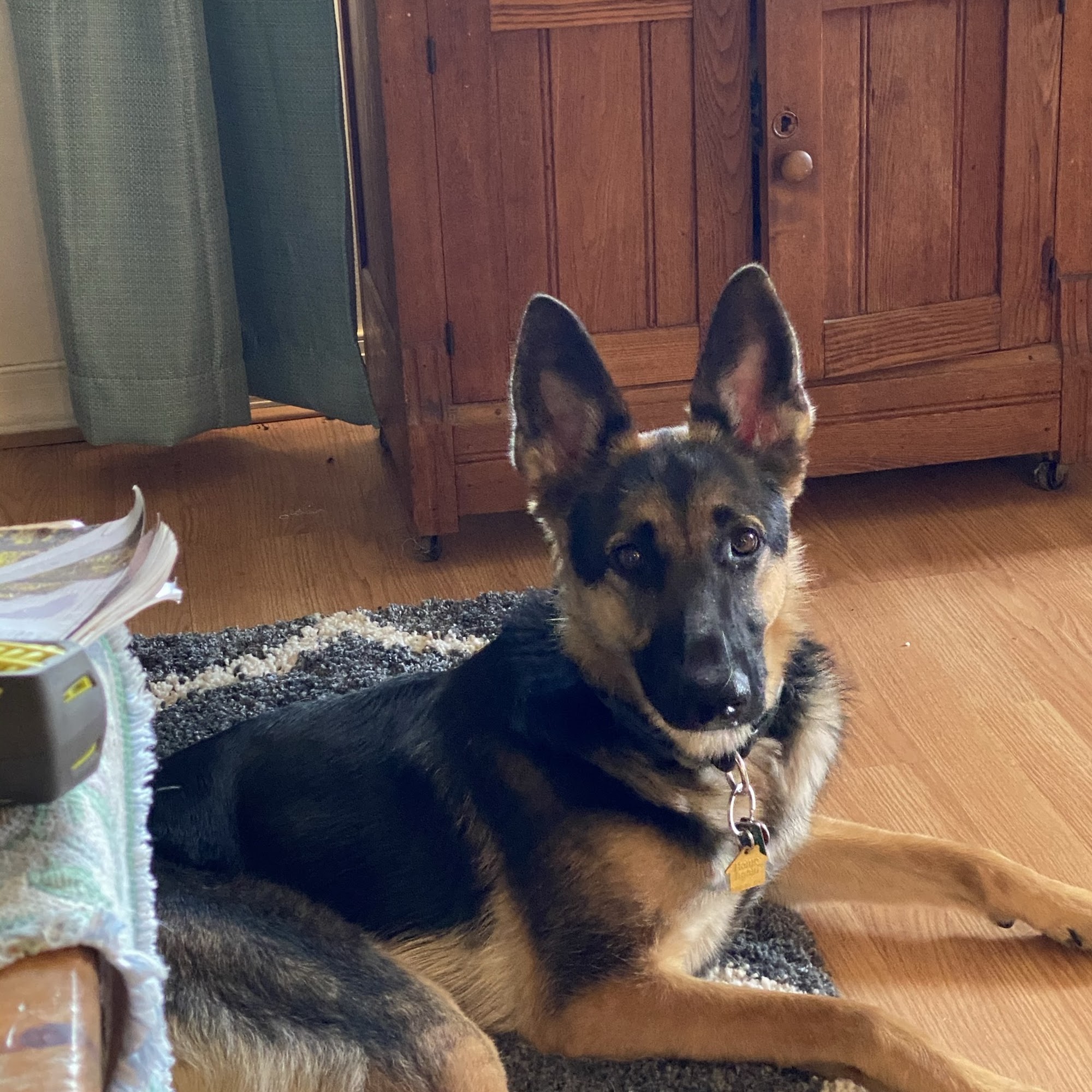 Dr. Flake's Animal Wellness Clinic Biglerville