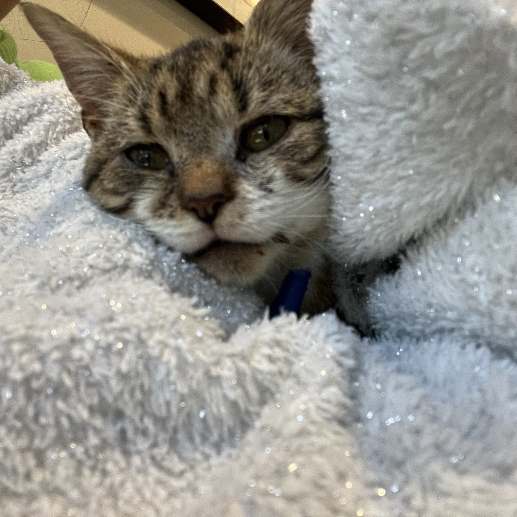 Animal Wellness Clinic Biglerville