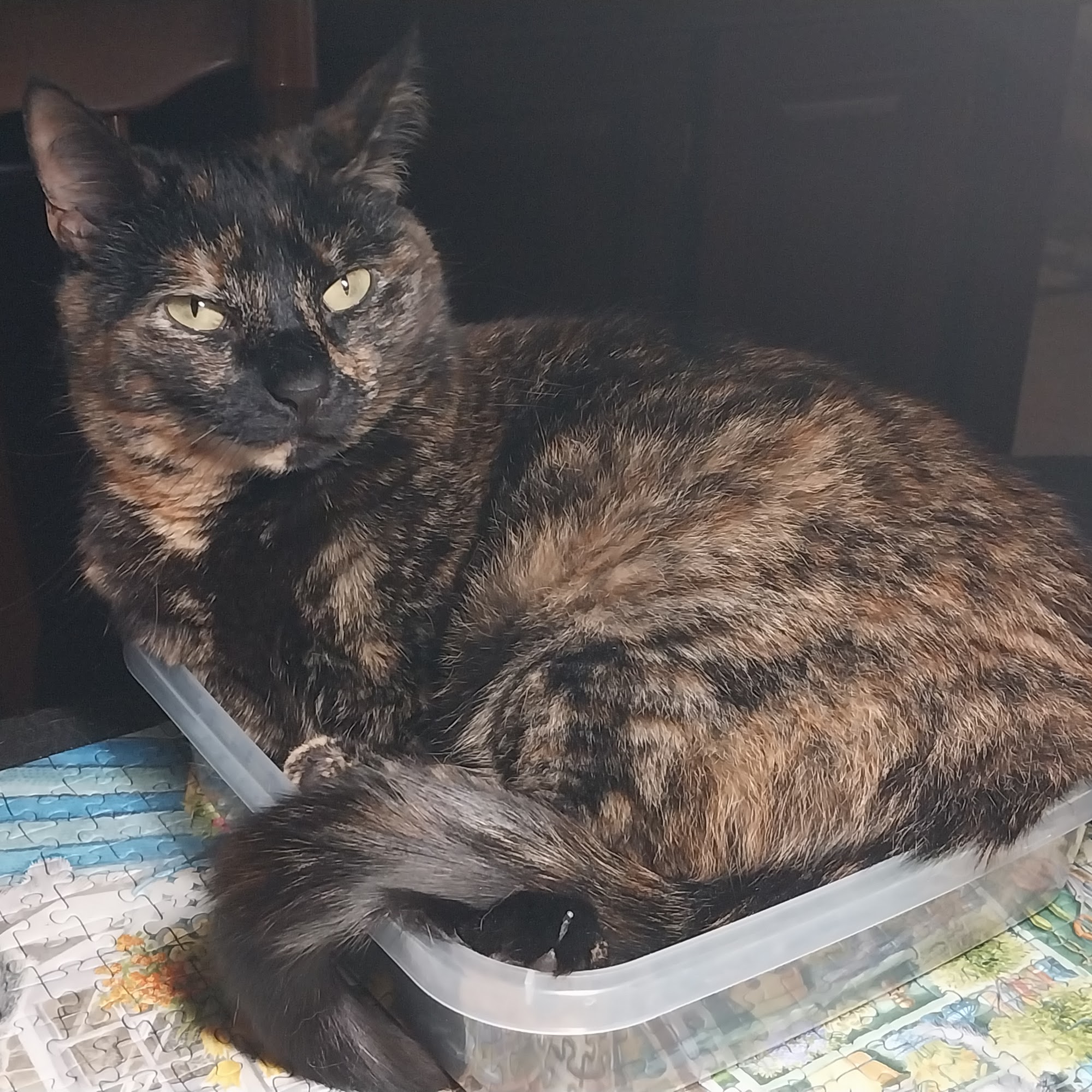 Part of the Family, pet grooming Blairsville