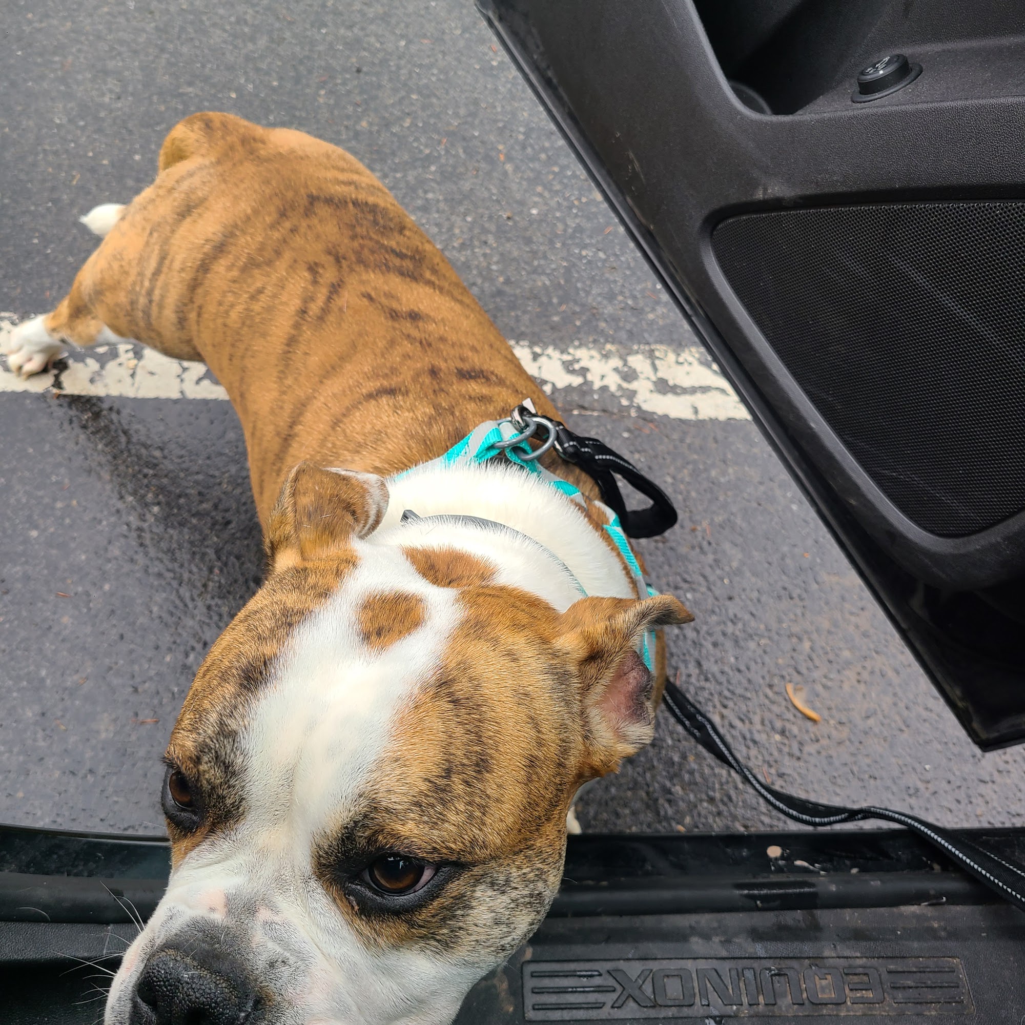 Bloomsburg Veterinary Hospital, Inc Bloomsburg