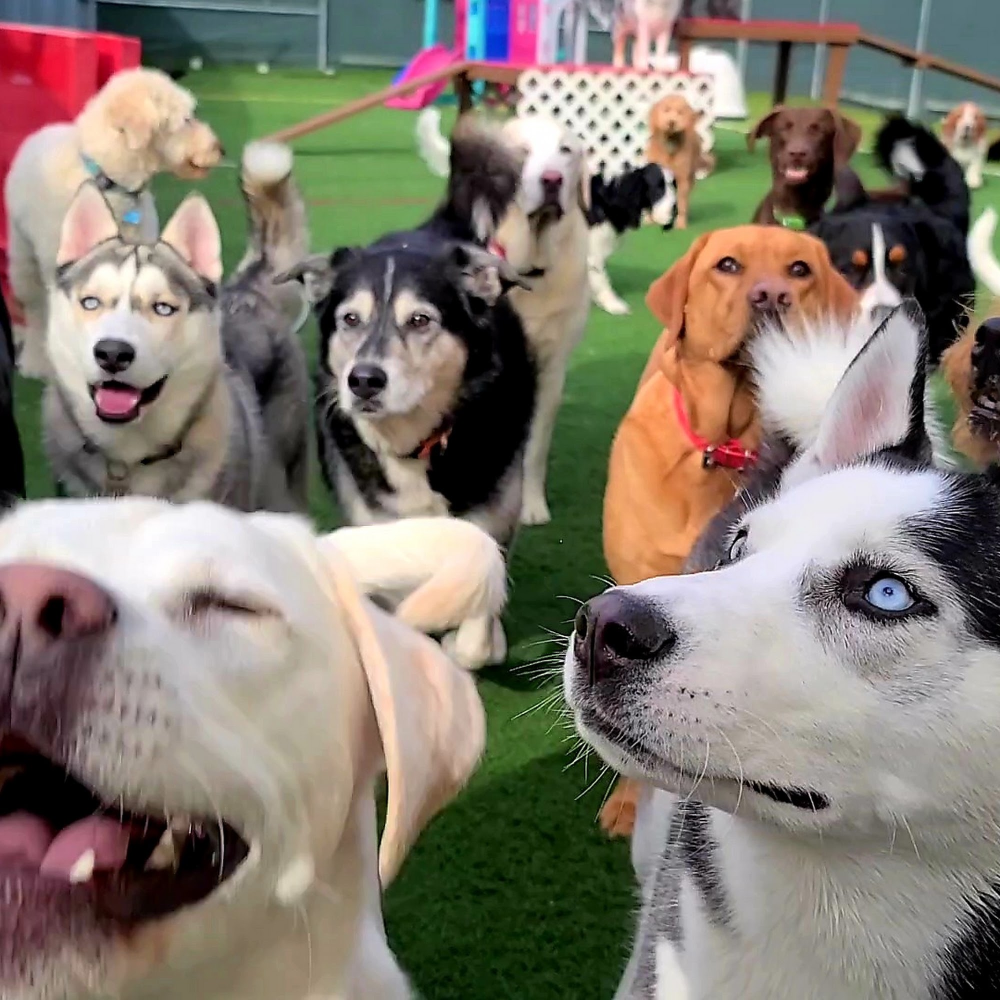 Doggie Playroom in Bloom Bloomsburg