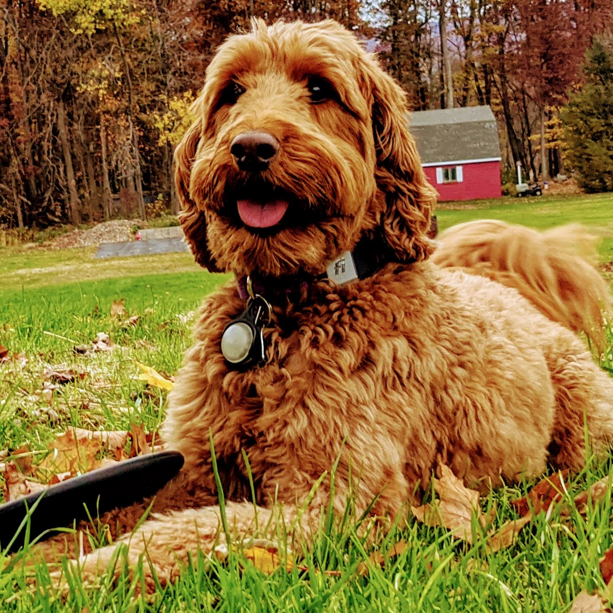 Scotch Valley Boarding Kennel, Inc. Bloomsburg