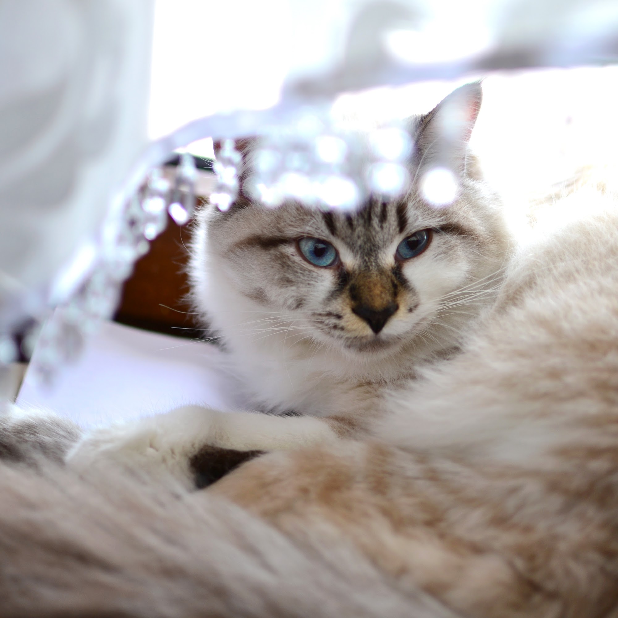 Le Chat Cat Hospital- Dr. Kathleen Small Blue Bell