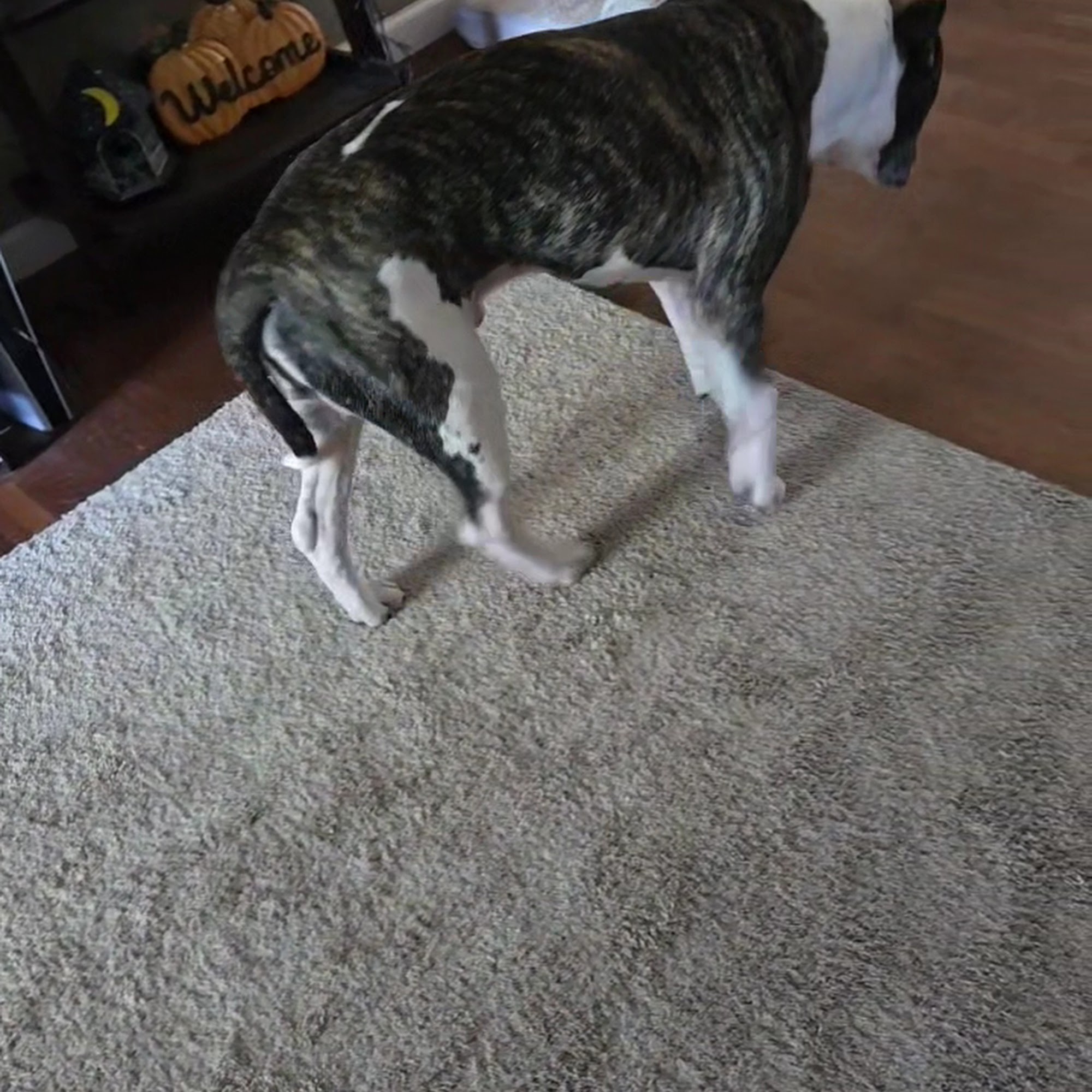 Boiling Springs Animal Hospital Boiling Springs