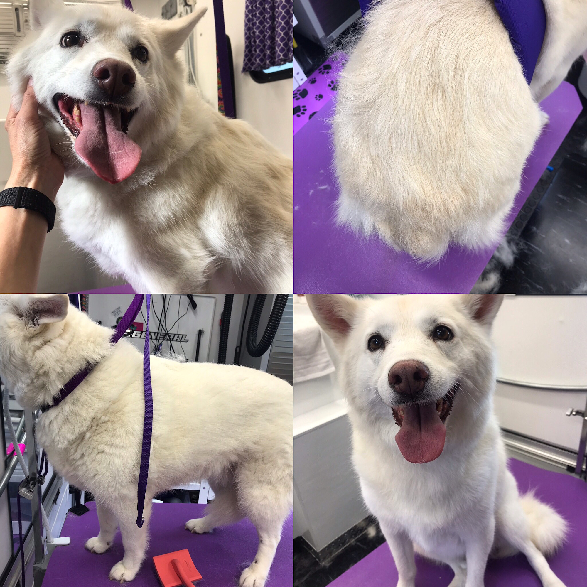 TailsNTubbies Mobile Grooming Boiling Springs