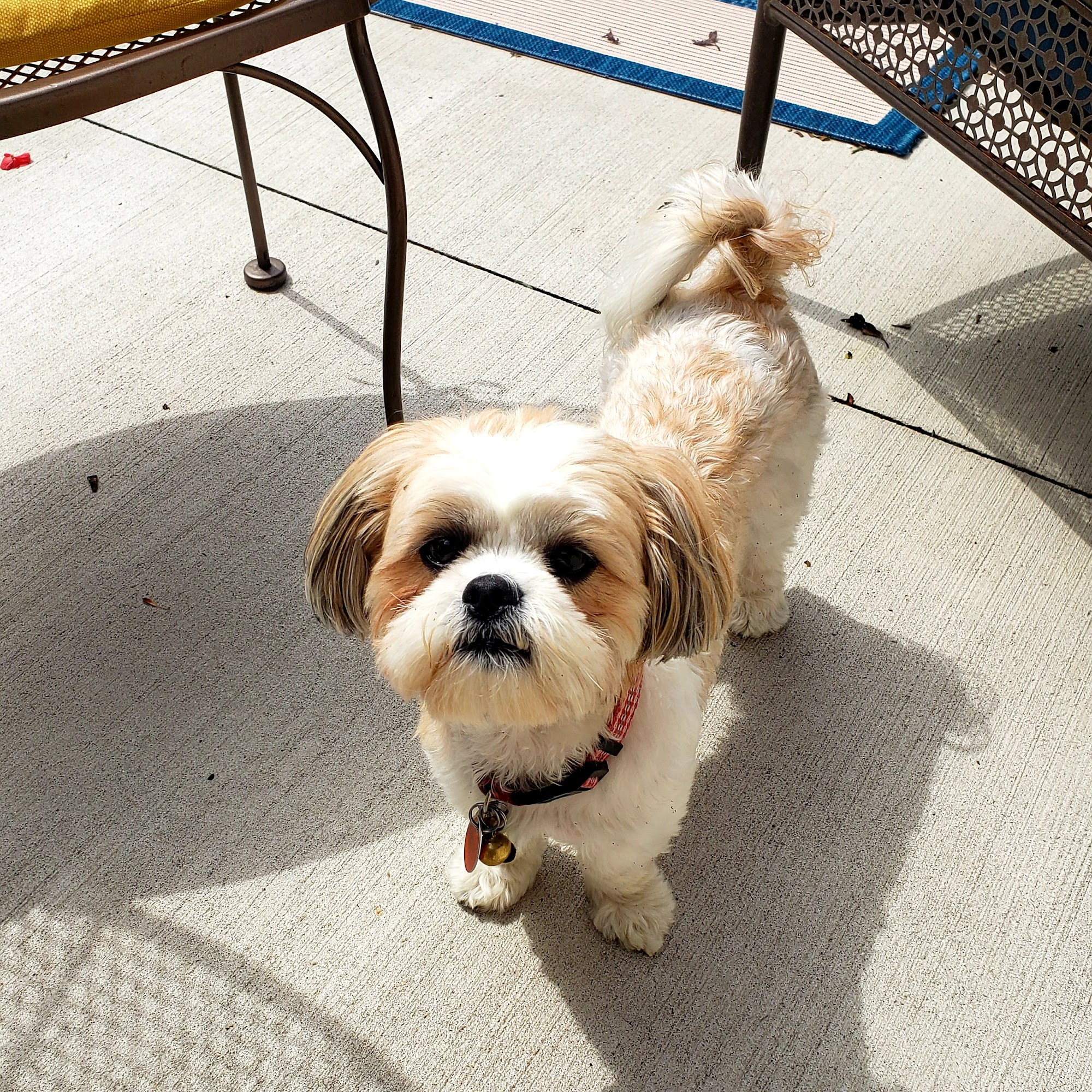 Barking Mad Grooming Bridgeport