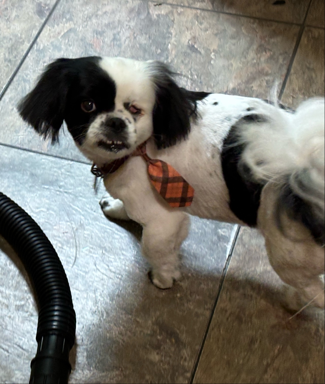 Barking Mad Grooming Bridgeport