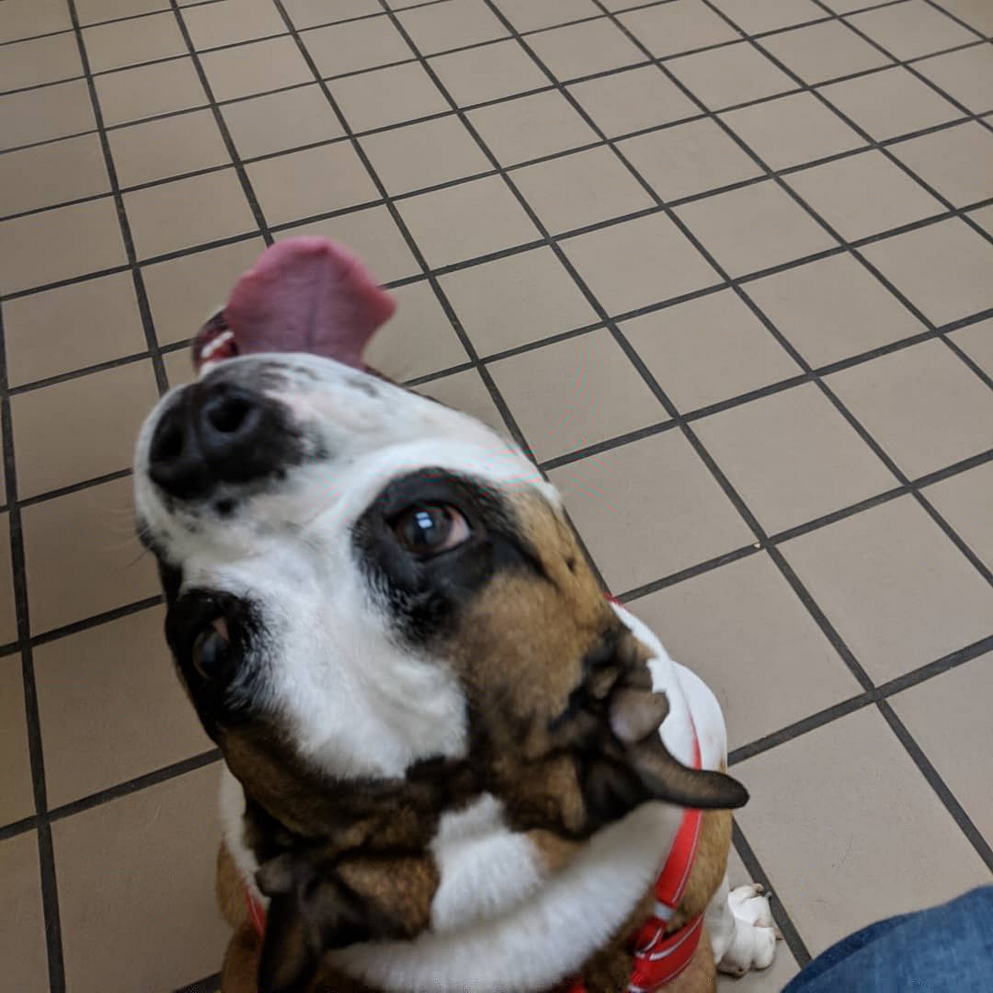 Allegheny South Veterinary Services Bridgeville